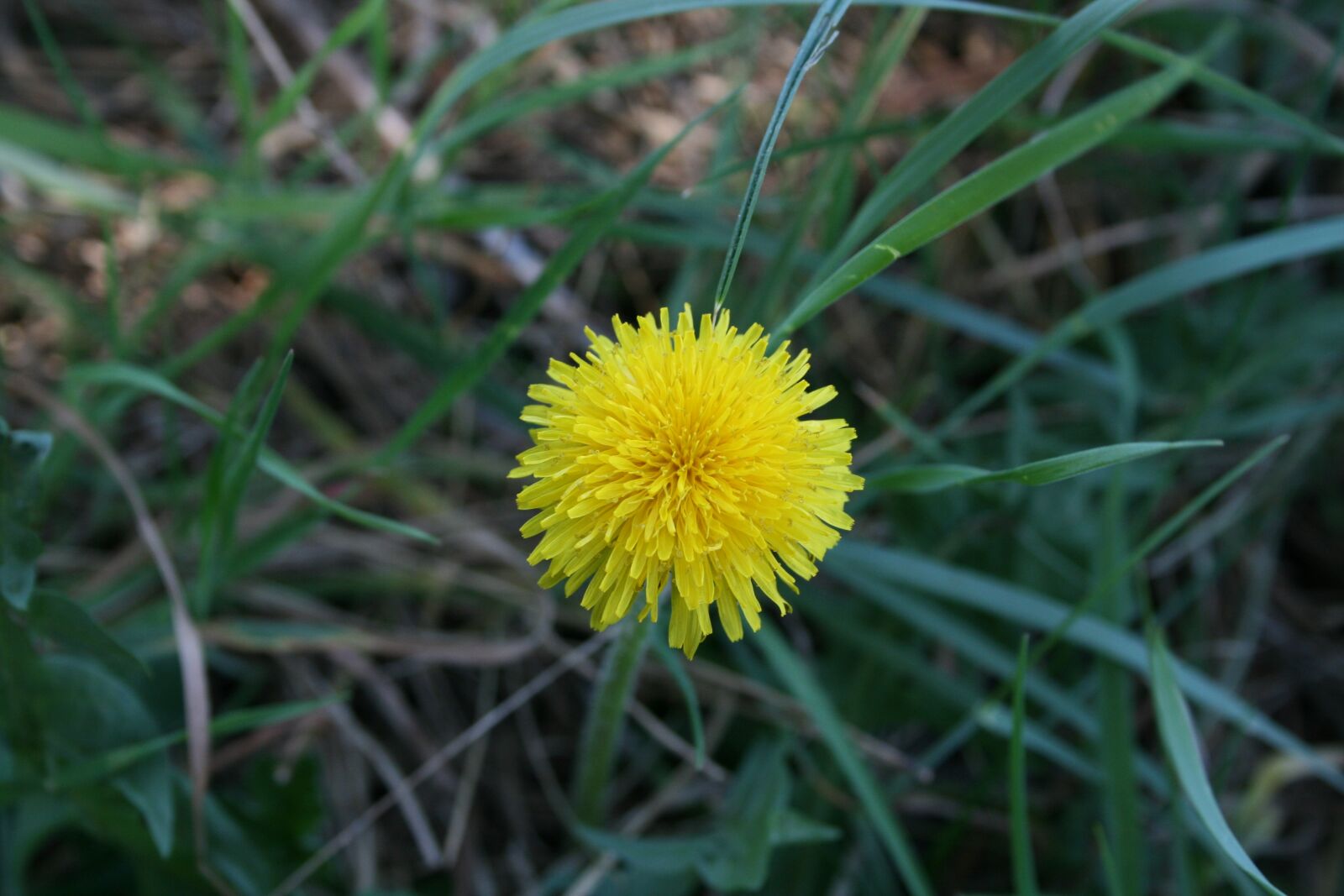 Canon EOS 400D (EOS Digital Rebel XTi / EOS Kiss Digital X) sample photo. Flower, spring, nature photography