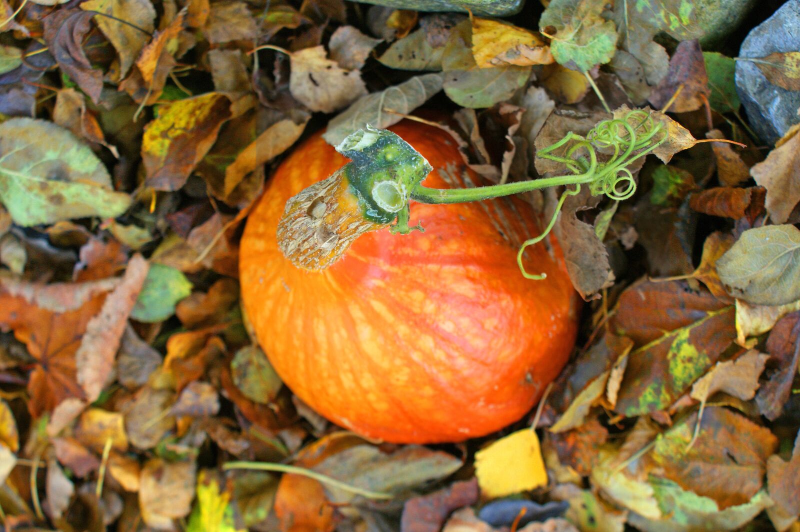 Sony Alpha DSLR-A350 sample photo. Autumn, pumpkin, halloween photography