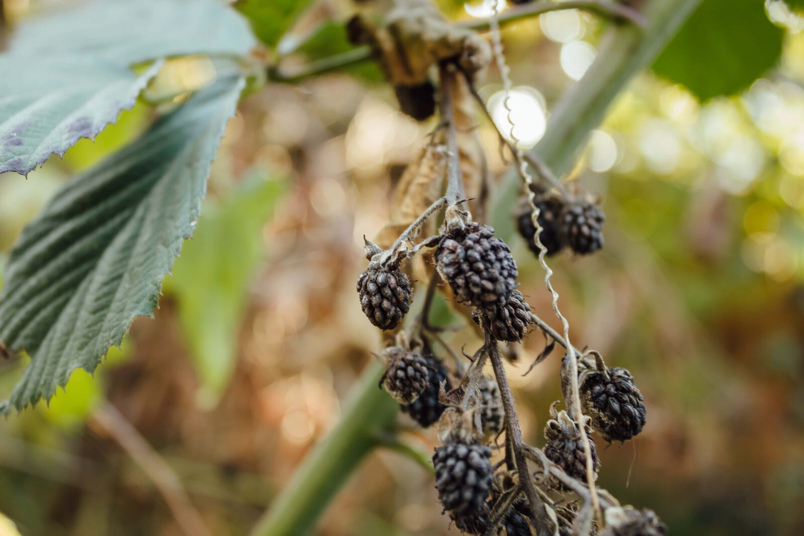 Canon EF-S 18-55mm F3.5-5.6 IS sample photo. Blackberry, fruit, orchard, organic photography