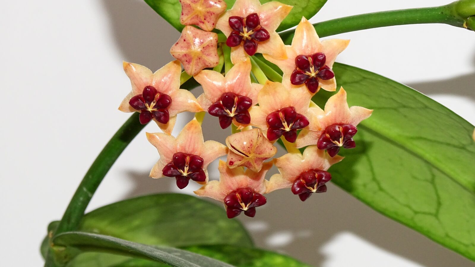 Sony Cyber-shot DSC-HX350 sample photo. Flowering, hoja plant, nature photography