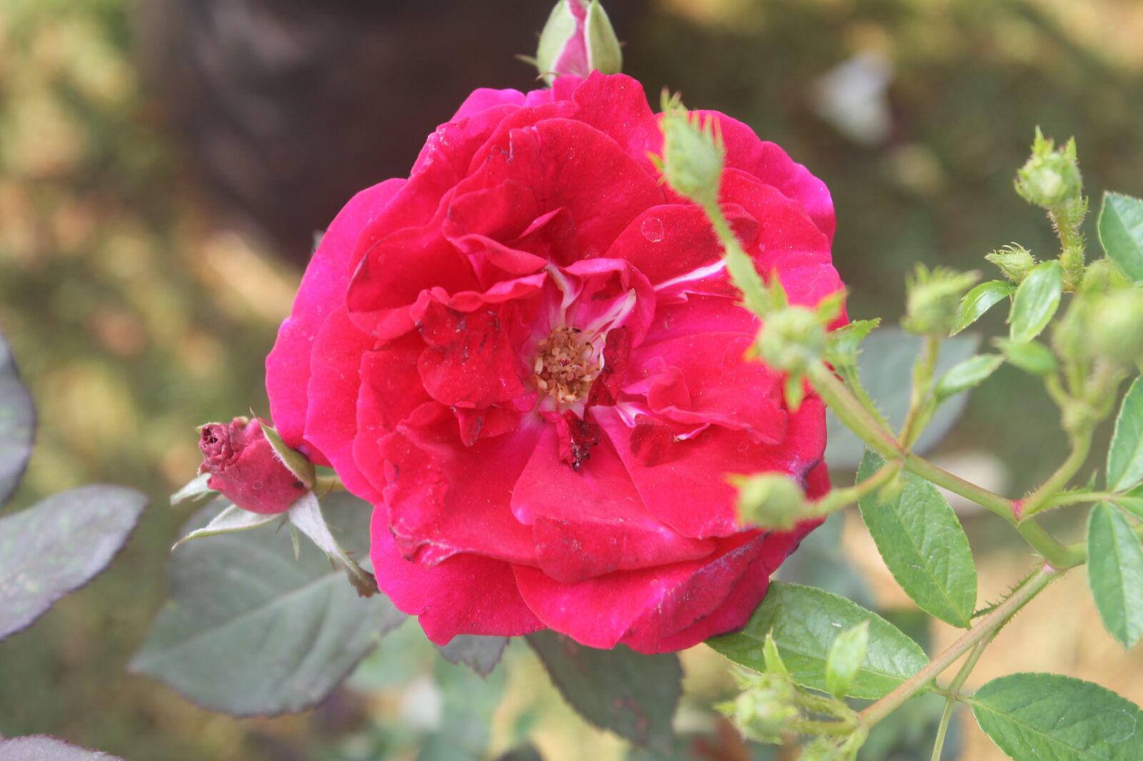 Canon EOS 1100D (EOS Rebel T3 / EOS Kiss X50) sample photo. Rose, flower, tree photography