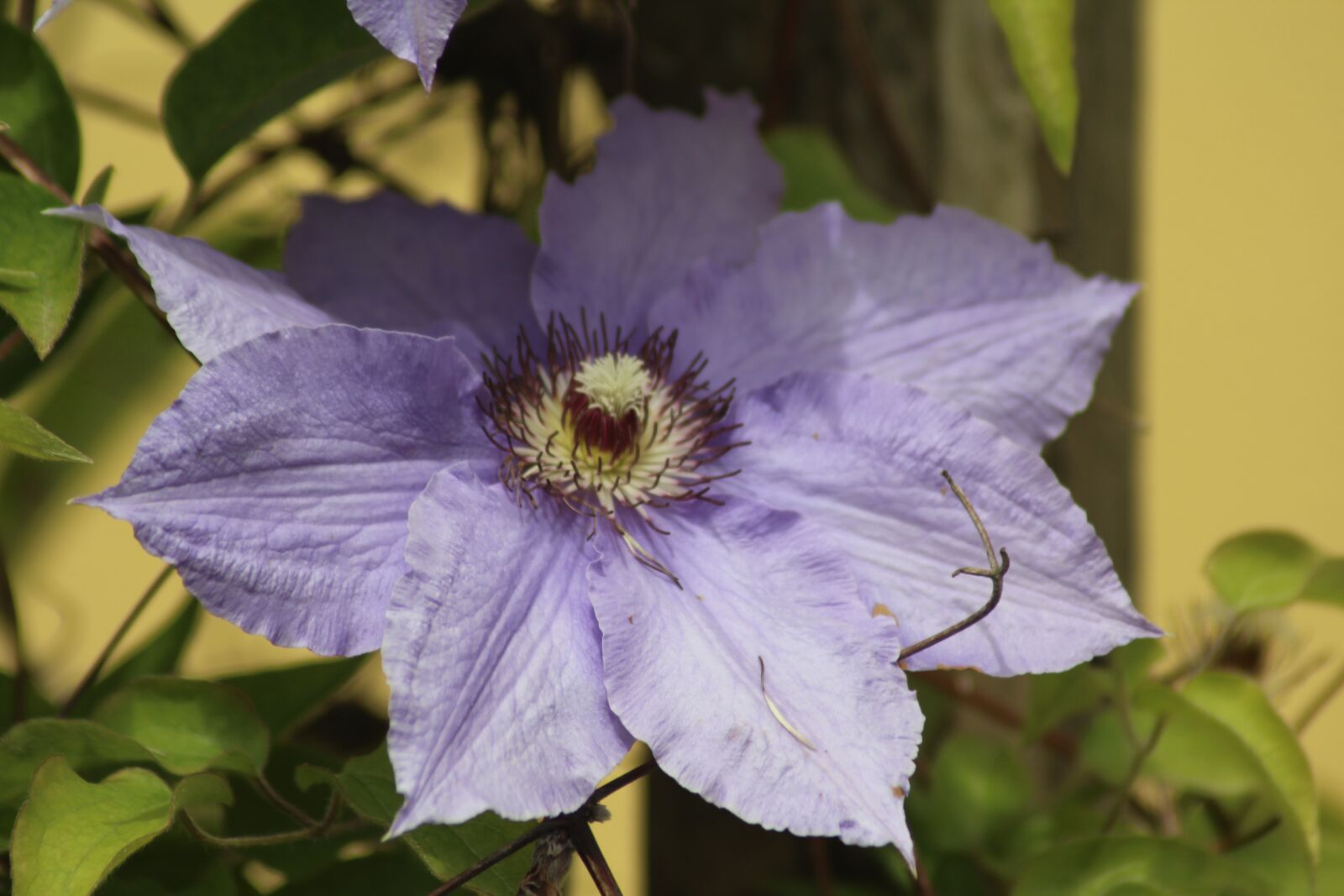 Canon EOS 1200D (EOS Rebel T5 / EOS Kiss X70 / EOS Hi) sample photo. Clematis, blue, flourished photography
