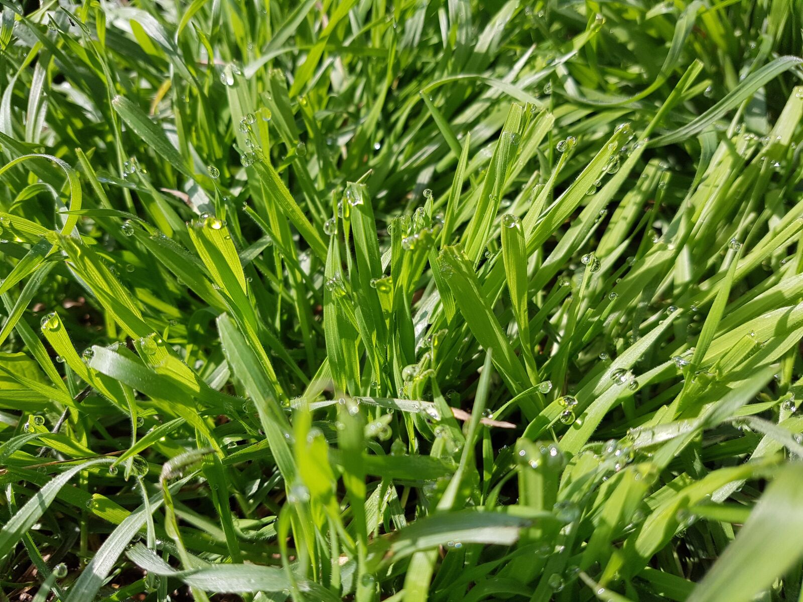 Samsung Galaxy S7 sample photo. Green, grass, nature photography