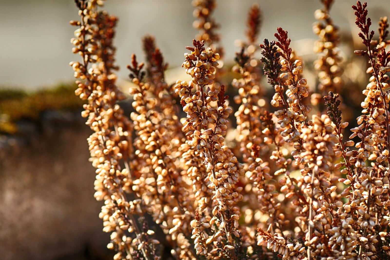 Canon EOS 7D Mark II + Canon EF 135mm F2L USM sample photo. Heather, growth, nature photography