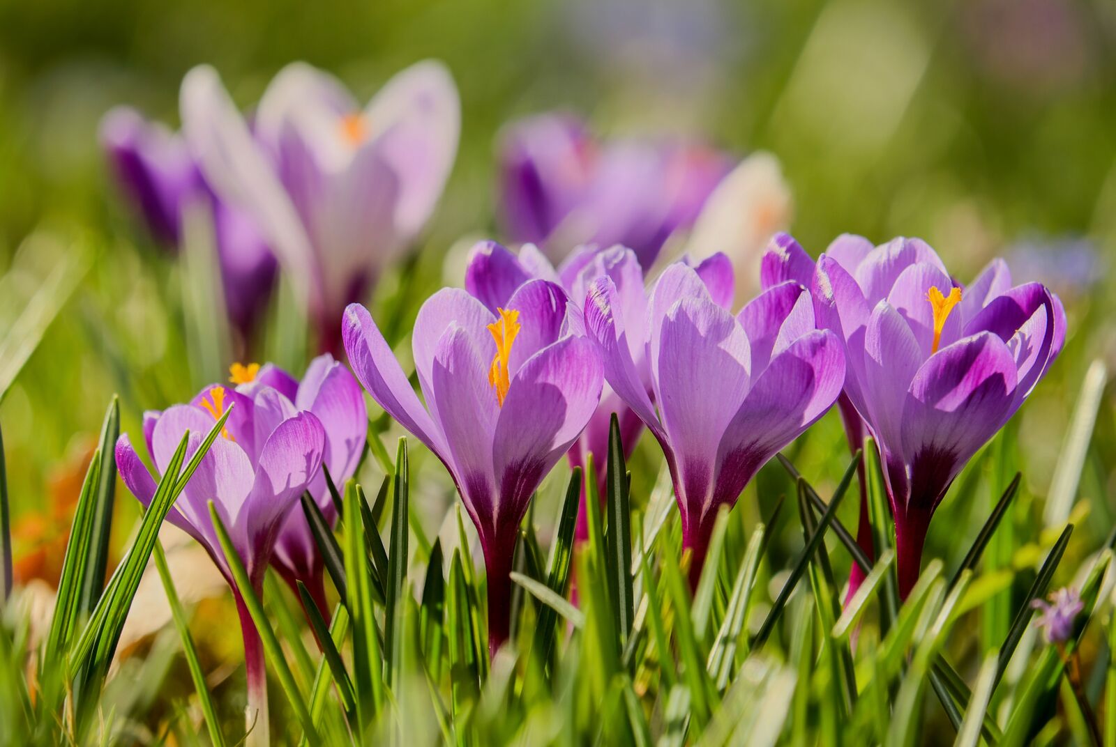 Fujifilm XF 55-200mm F3.5-4.8 R LM OIS sample photo. Crocus, backlighting, sunlight photography