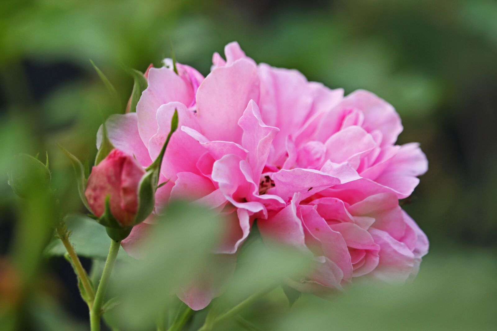 Canon EF-S 55-250mm F4-5.6 IS STM sample photo. Rose, pink rose, pink photography