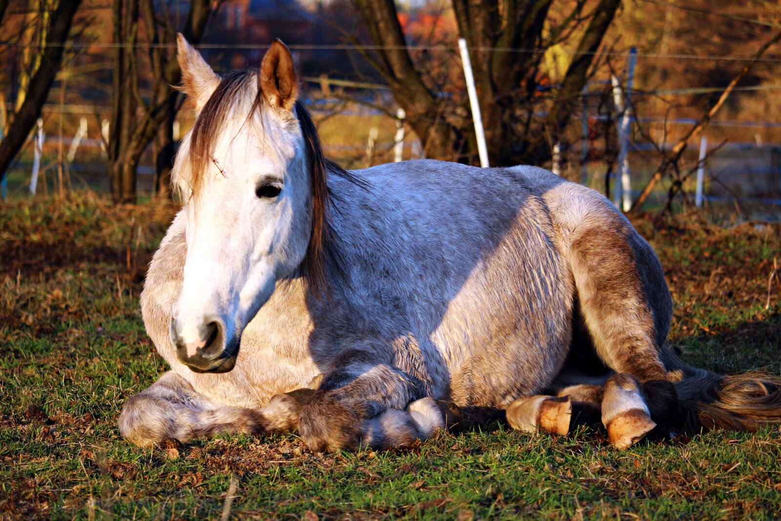 Canon EOS 100D (EOS Rebel SL1 / EOS Kiss X7) sample photo. Horse, sleep, mold photography