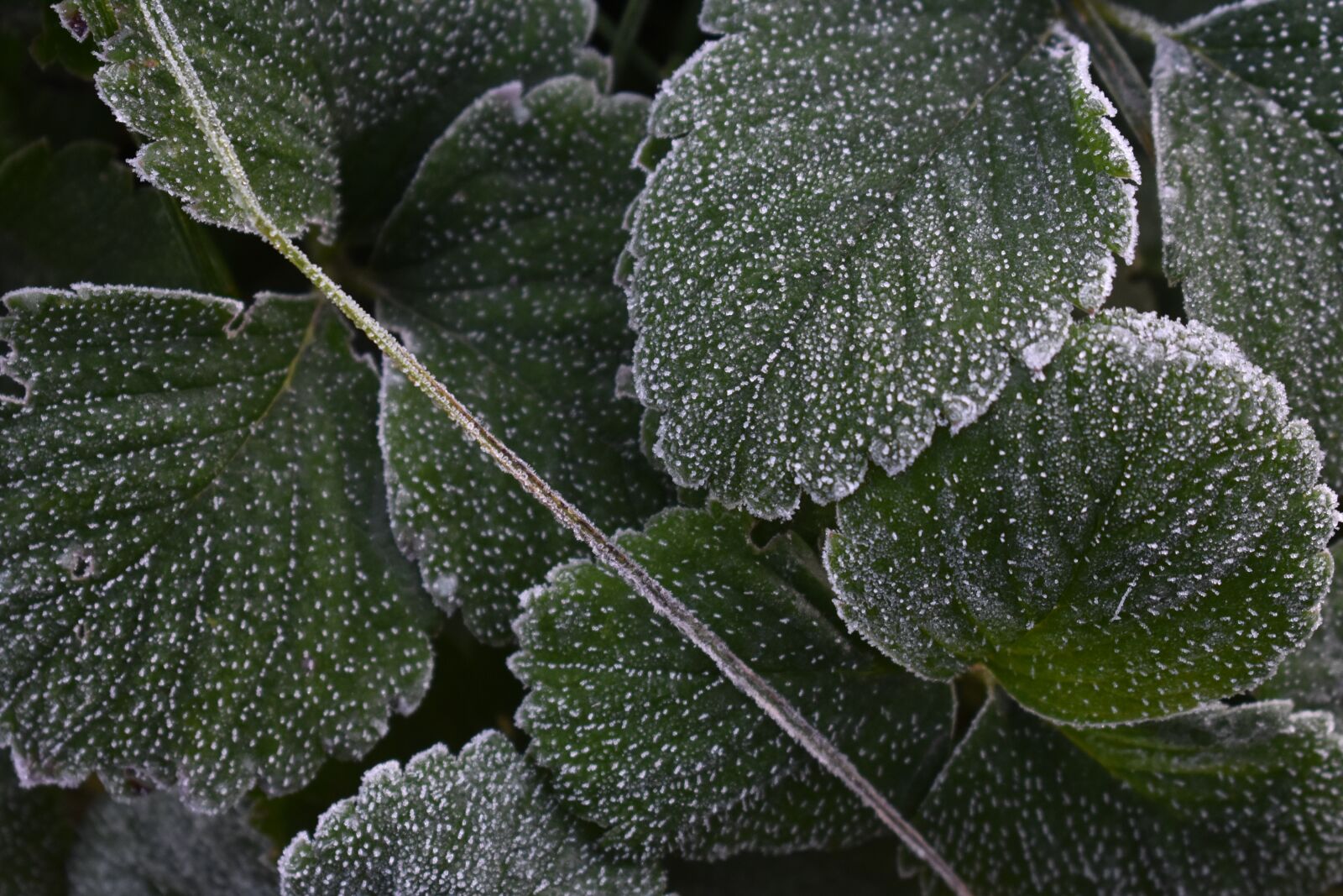 Nikon D3400 sample photo. Leann, frost, autumn photography