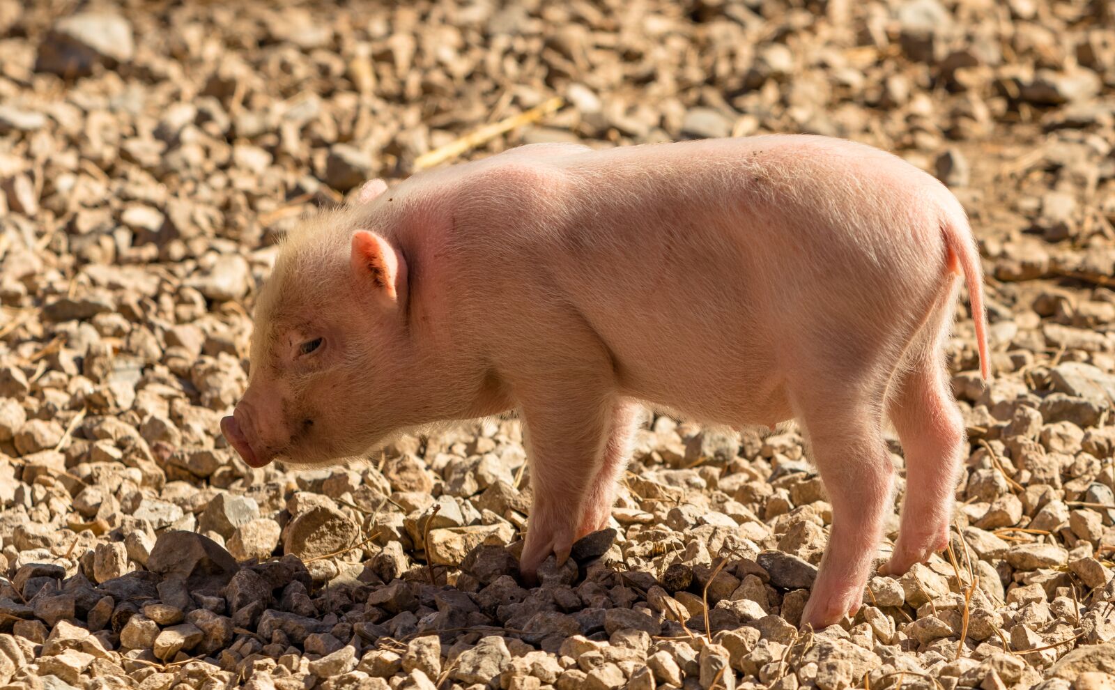 Canon EF 70-300 F4-5.6 IS II USM sample photo. Piglet, pig, farm photography