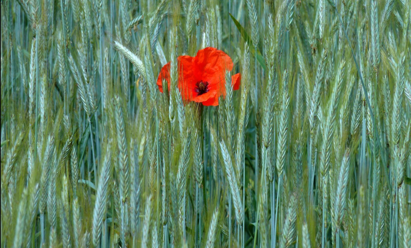 Panasonic DMC-TZ7 sample photo. Poppy, klatschmohn, cornfield photography