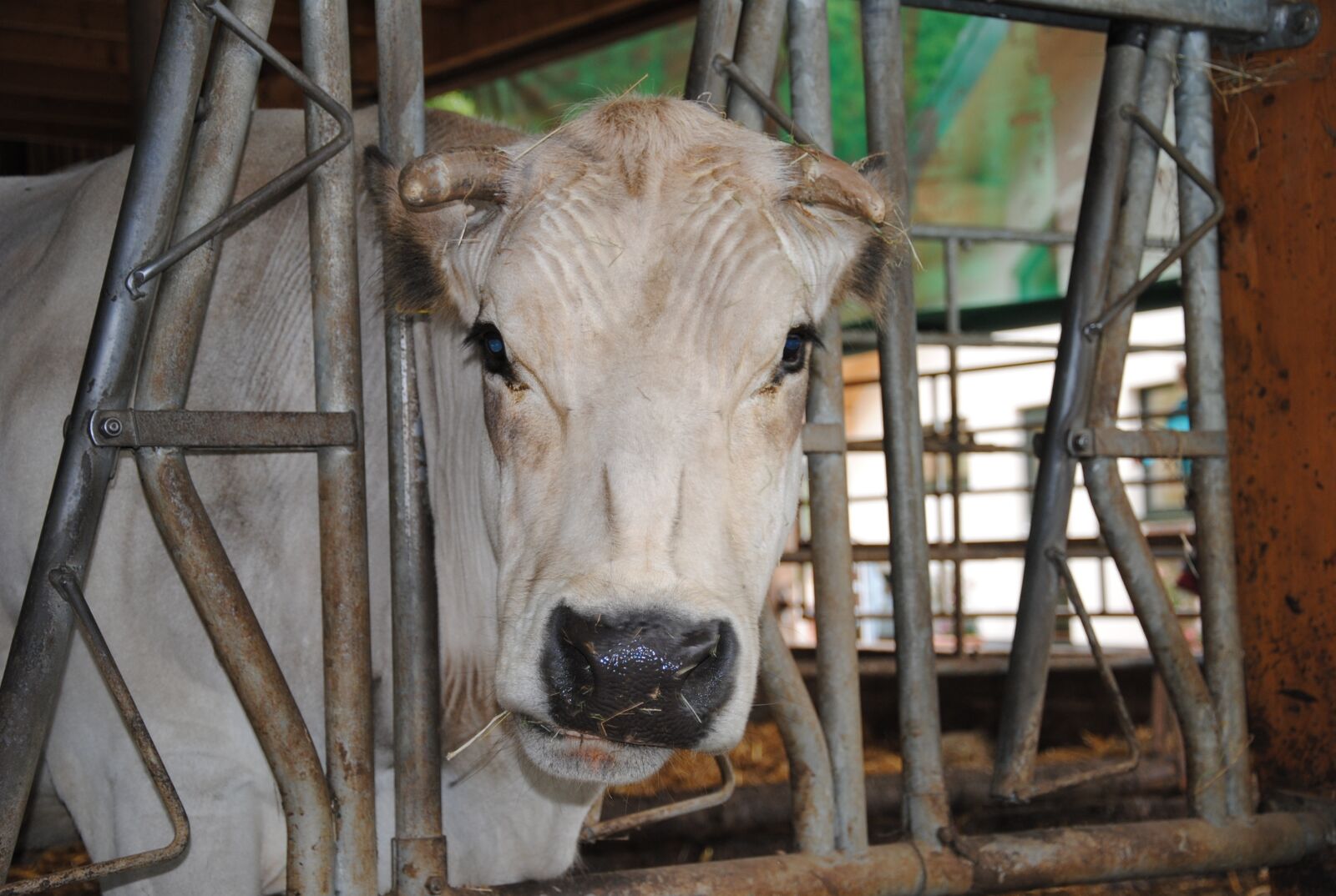 Nikon D3000 sample photo. Cow, animal, farm photography