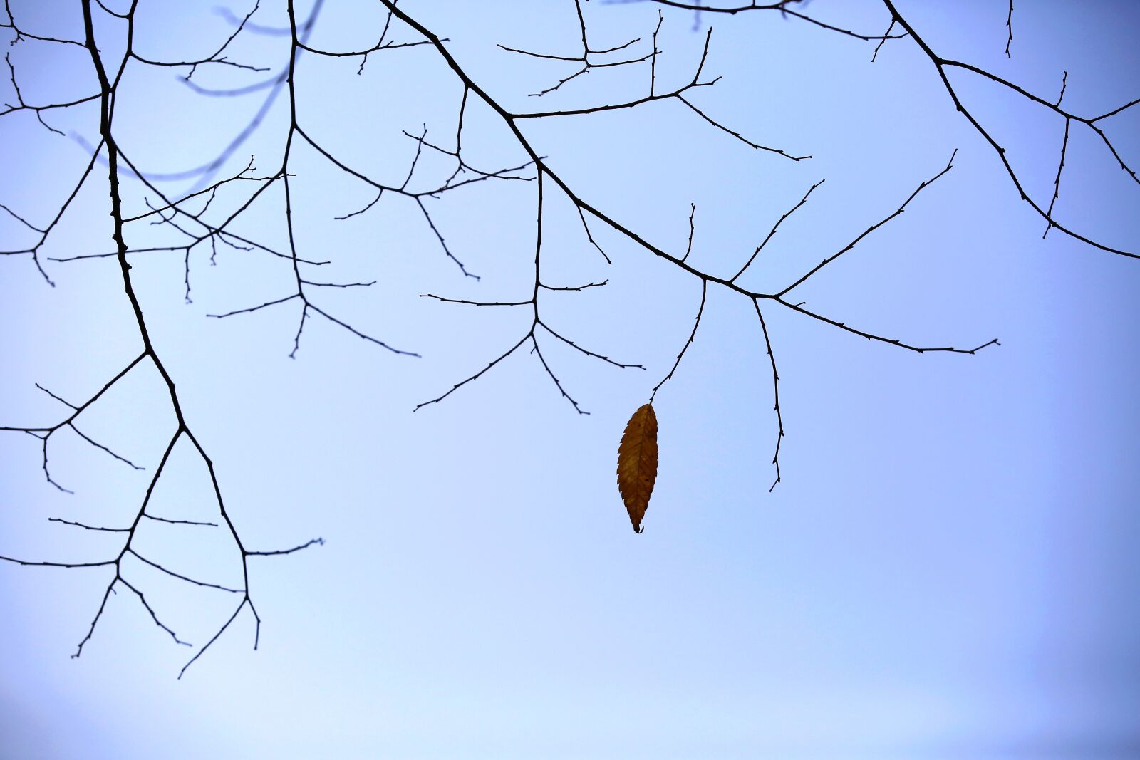 Canon EOS 5D Mark III sample photo. Landscape, the leaves, nature photography