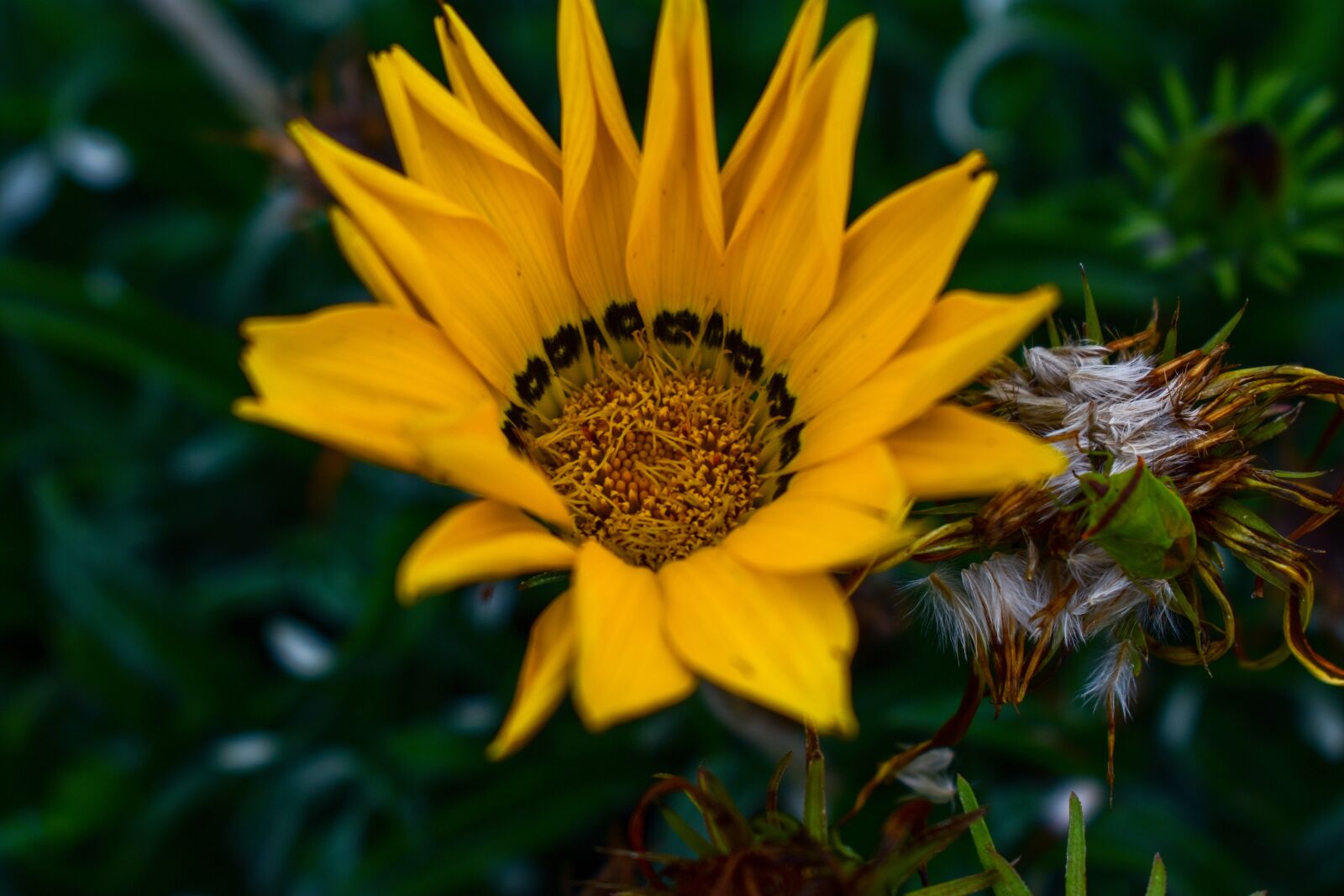 Nikon D3400 sample photo. Nature, plant, flower photography