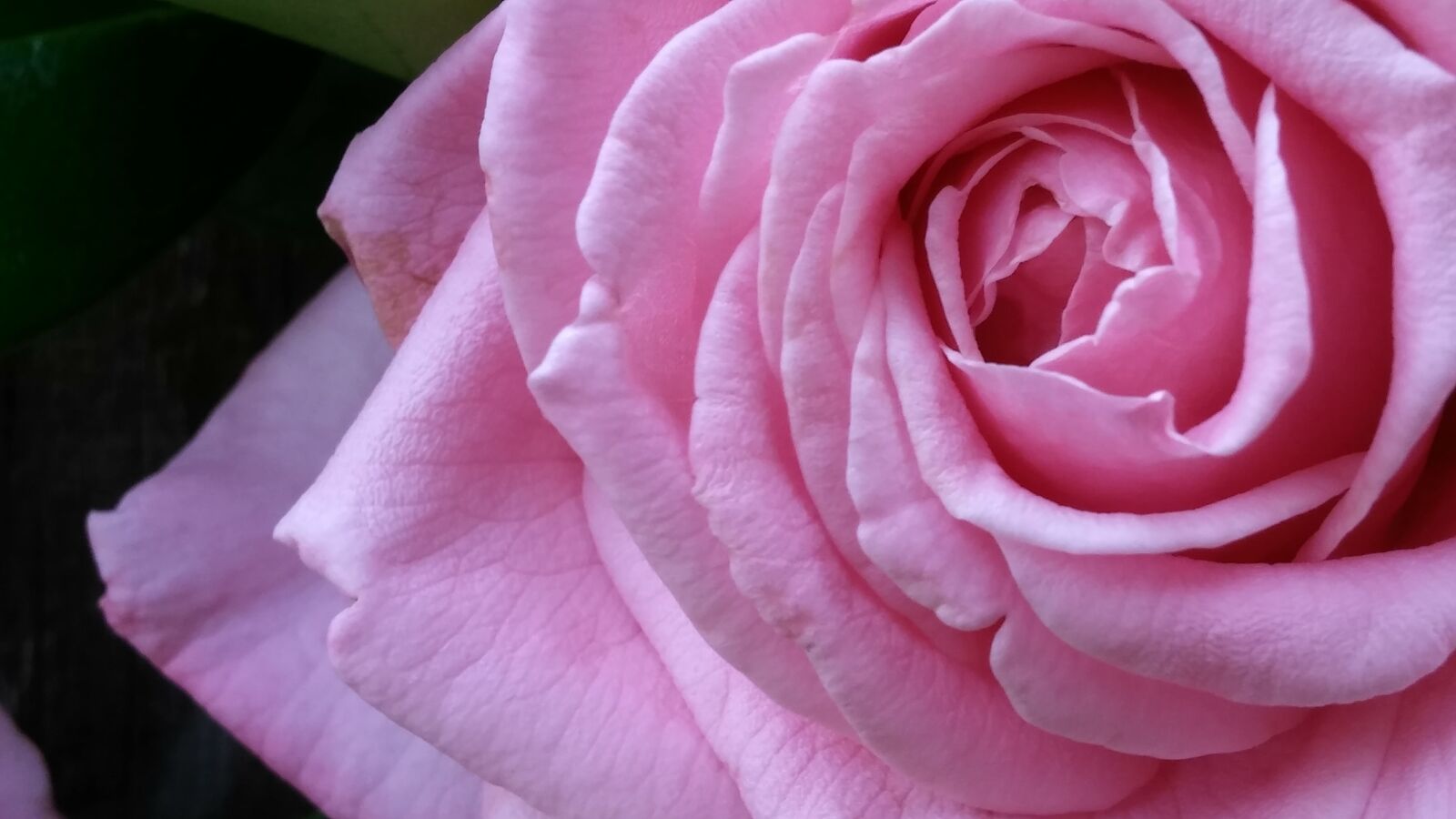 LG G STYLO sample photo. Pink, pink rose, blossom photography
