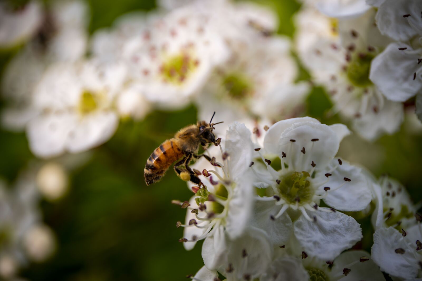 Canon EOS 6D Mark II sample photo. Bee, flora, nature photography