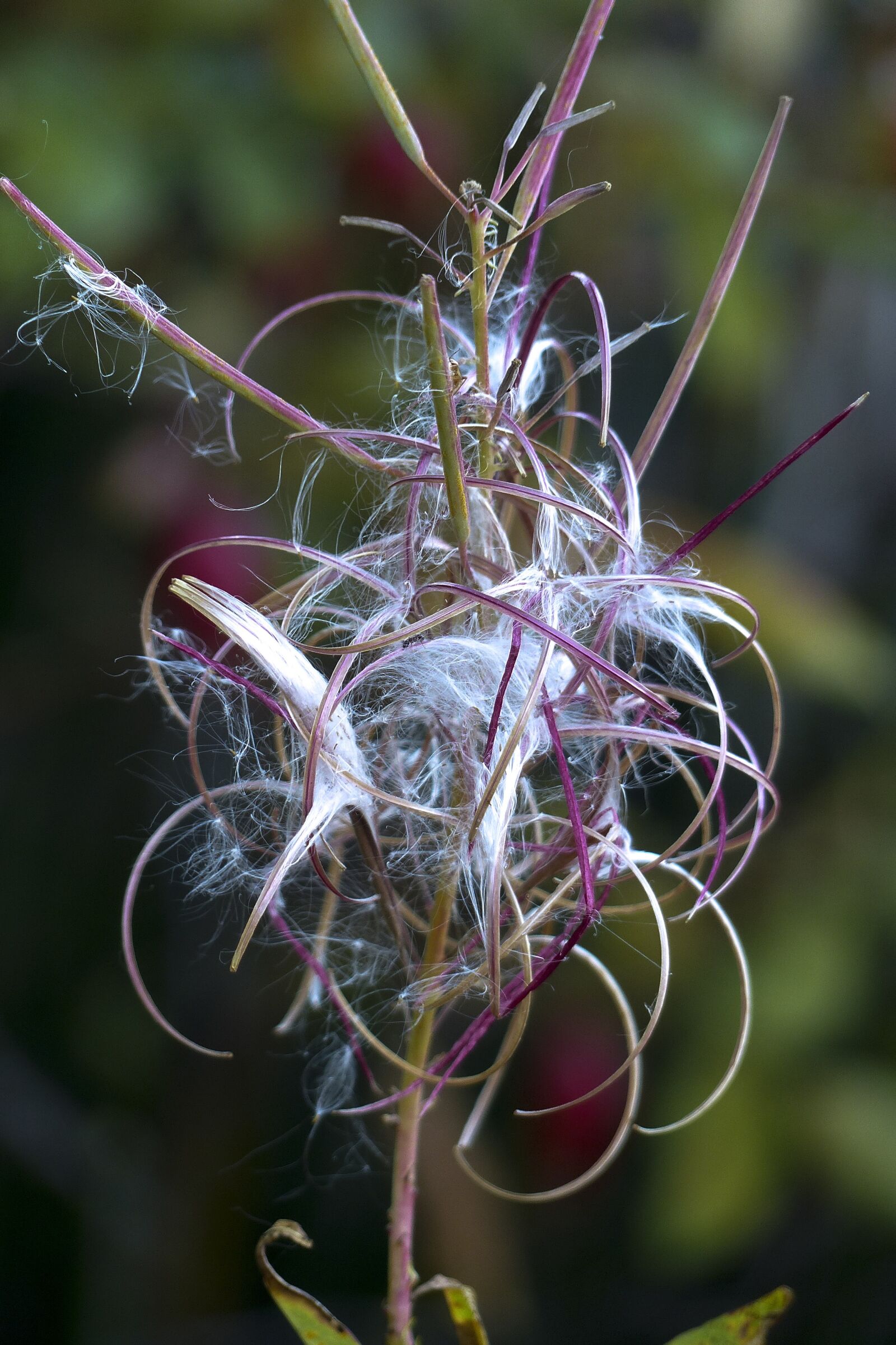 Panasonic Lumix DMC-FZ200 sample photo. Withered, fire weed, wild photography