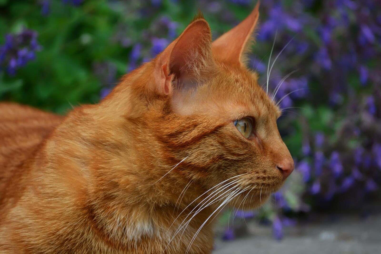 Nikon D5200 sample photo. Winnie the pooh, cat photography