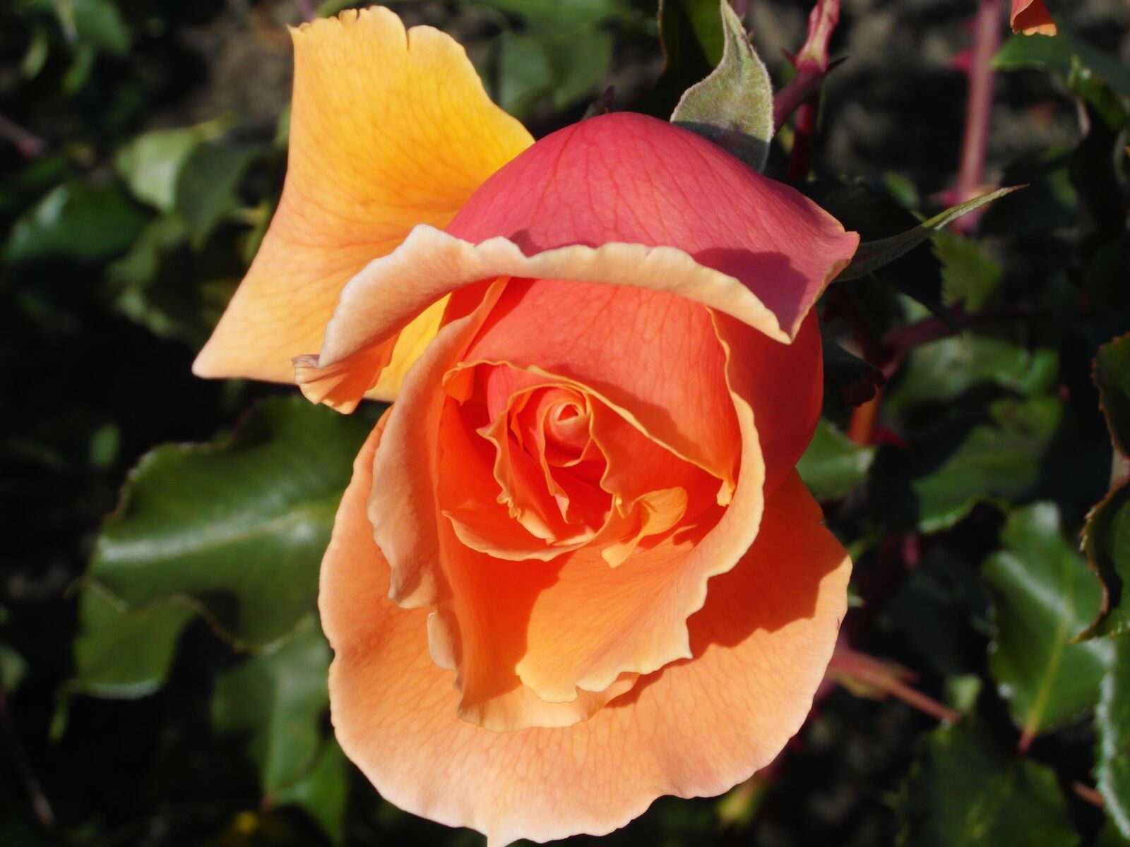 Samsung WB750 sample photo. Rose, orange, flower photography