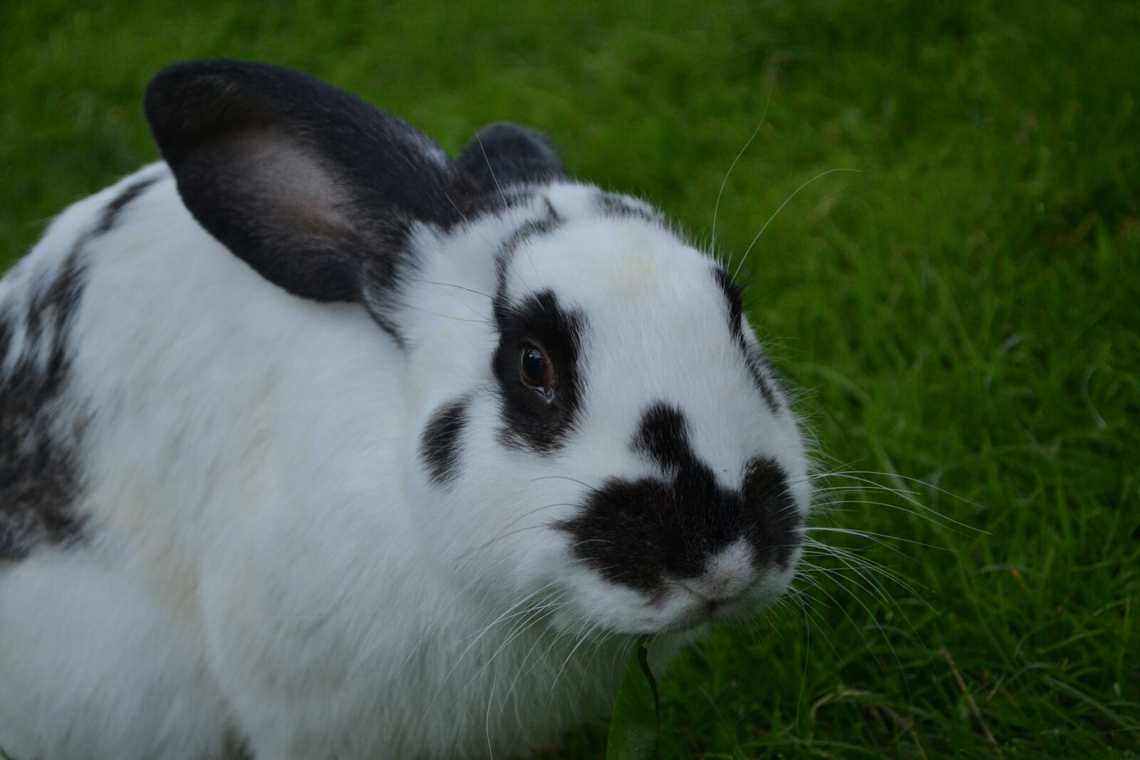 Nikon D3100 sample photo. Rabbit, farm, animal photography