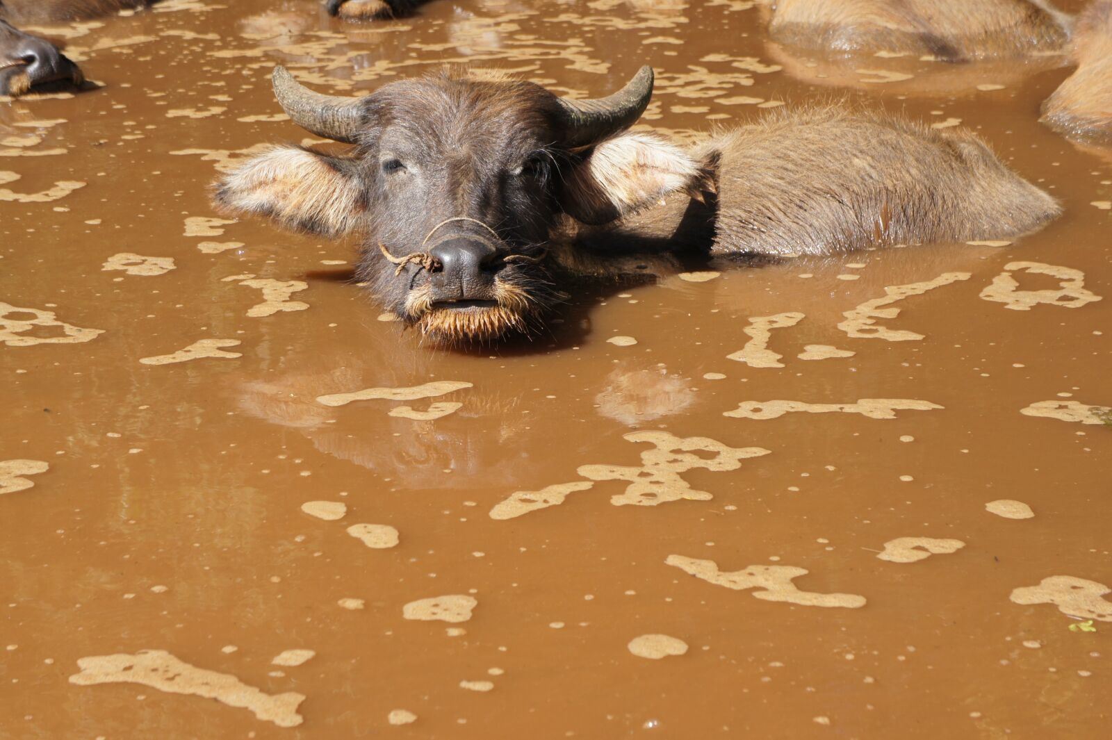 Sony Alpha NEX-5 + Sony E 18-55mm F3.5-5.6 OSS sample photo. Water buffalo, buffalo, water photography