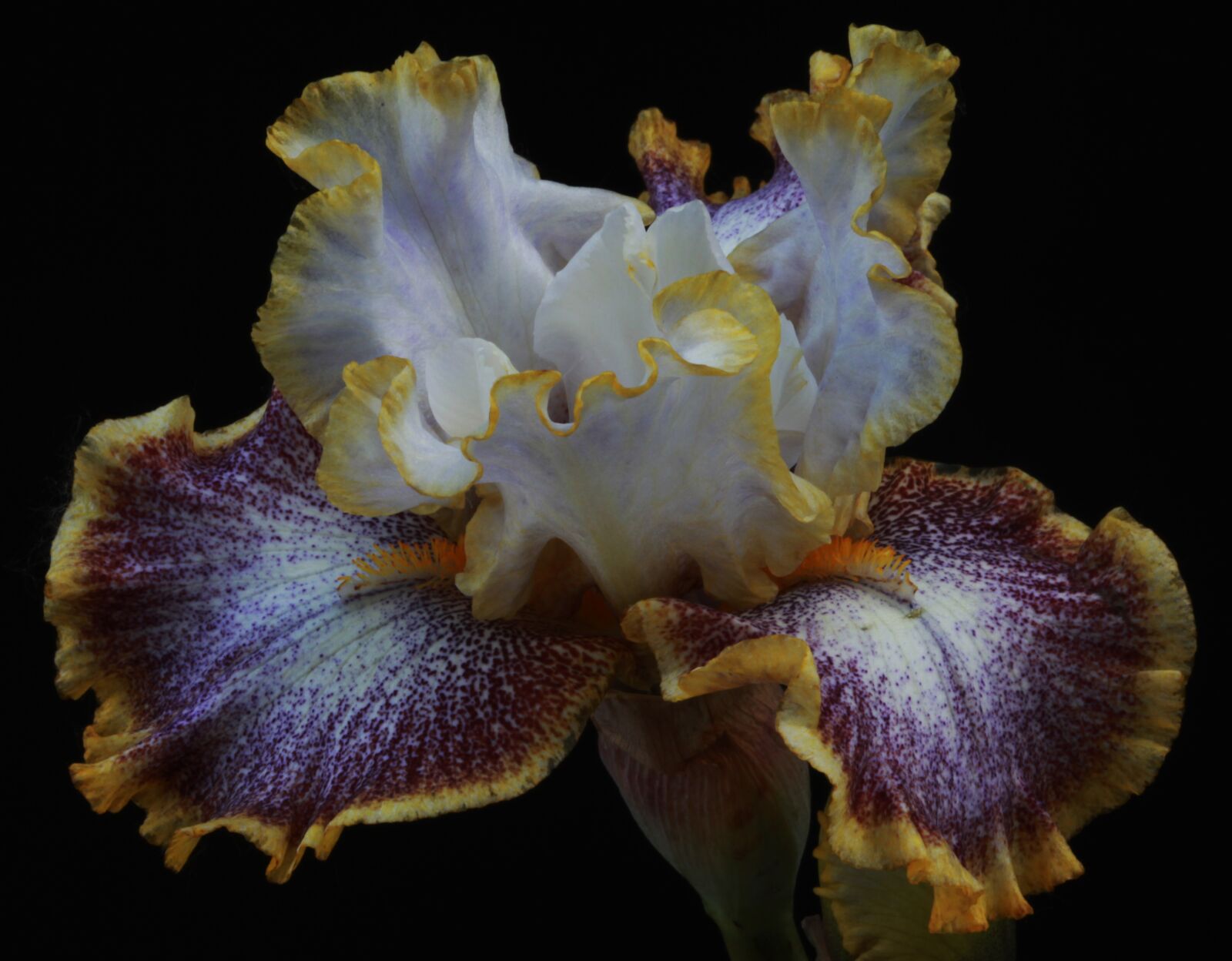 Canon EOS 5D Mark II sample photo. Blossom, botany, color photography