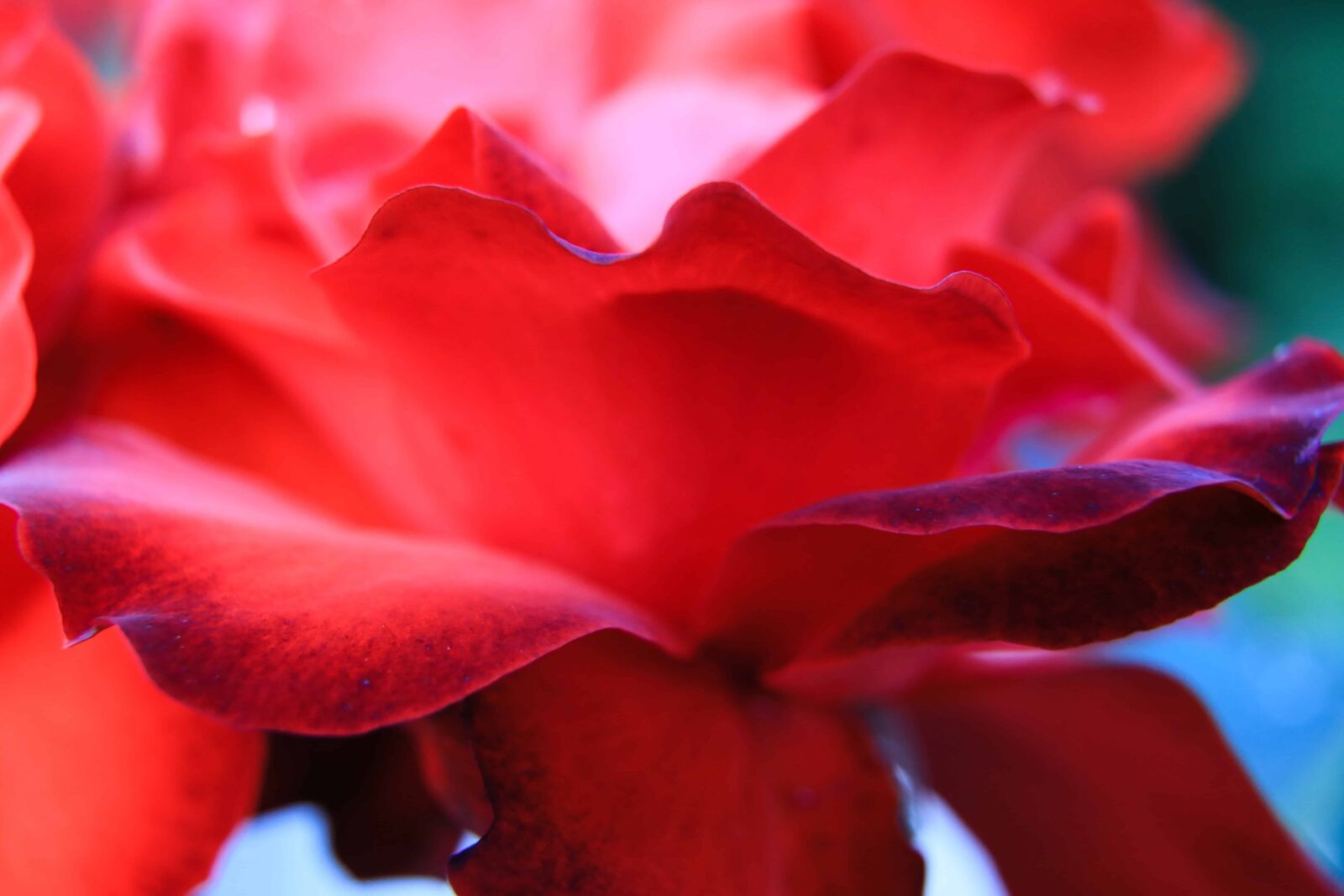 Canon EOS 5D Mark IV sample photo. Nature, flora, rose, leaf photography