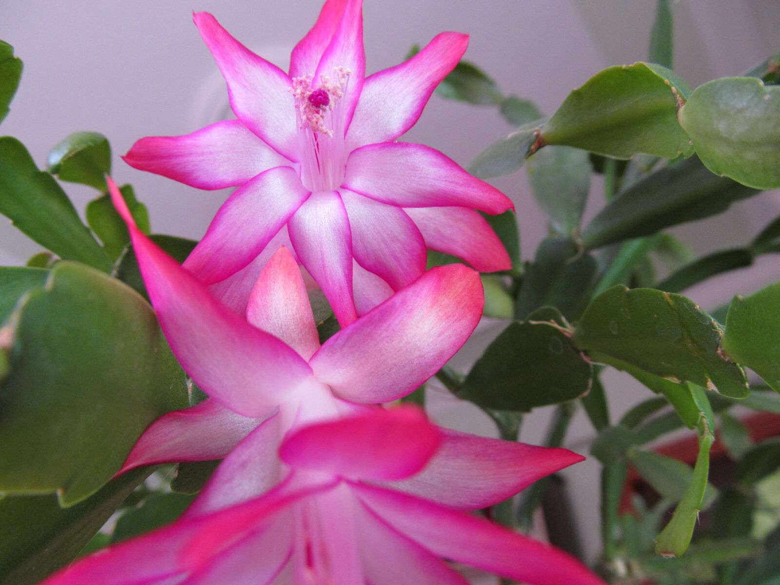 Canon PowerShot SX150 IS sample photo. Flower, macro, nature photography