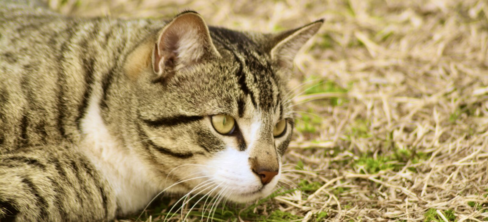 Nikon D5200 sample photo. Cat, housecat, pet photography