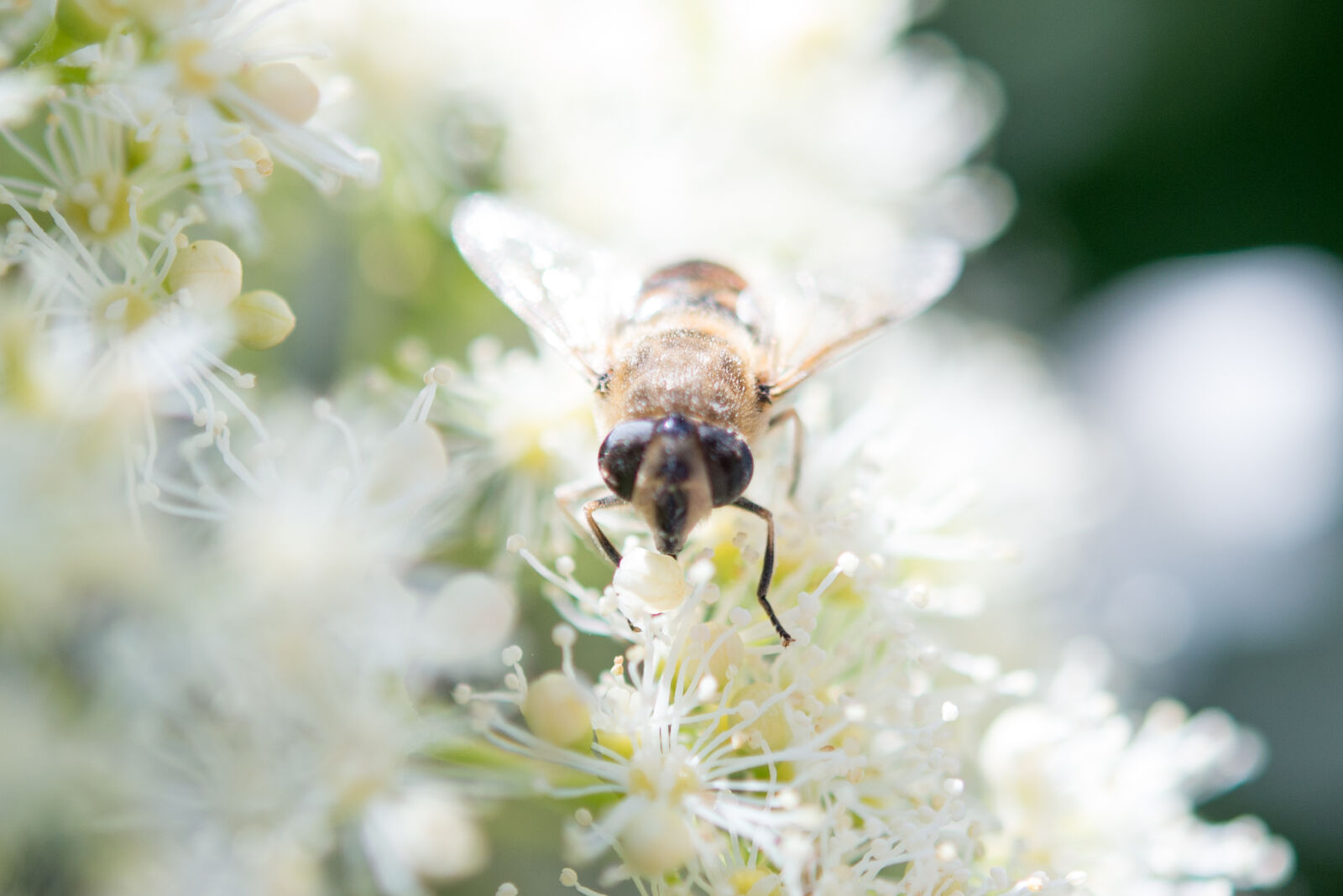 Nikon D600 + Nikon AF-S Micro-Nikkor 60mm F2.8G ED sample photo. Bee, bees, blossom, eat photography
