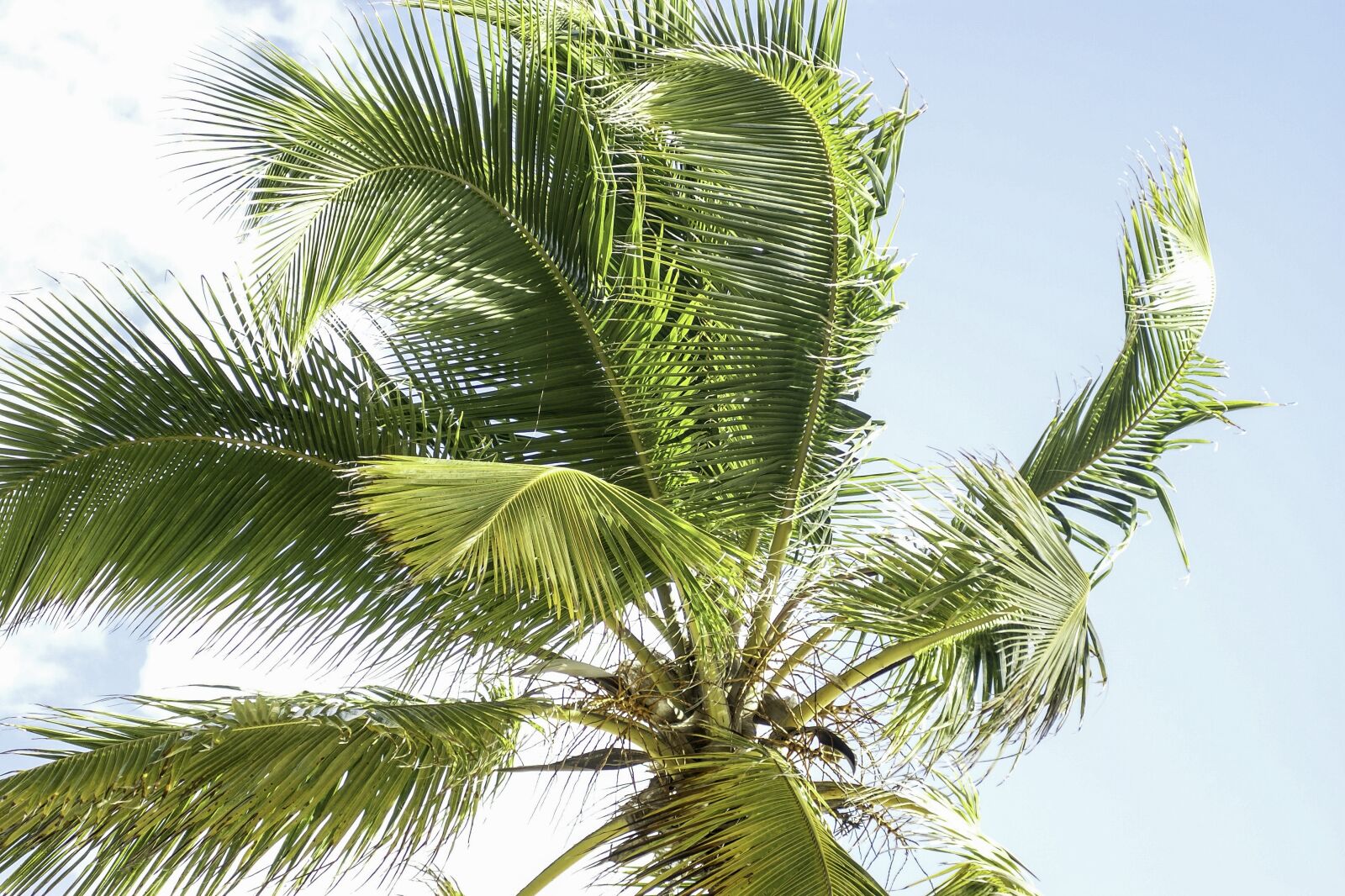 Sony Alpha DSLR-A100 sample photo. Dominicana, punta cana, beach photography