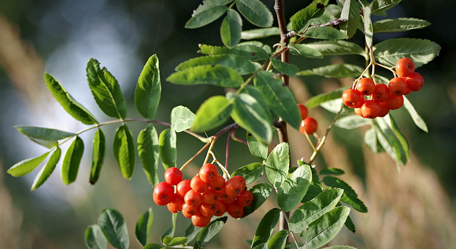 Pentax K-S2 sample photo. Rowan, autumn, chaplet photography