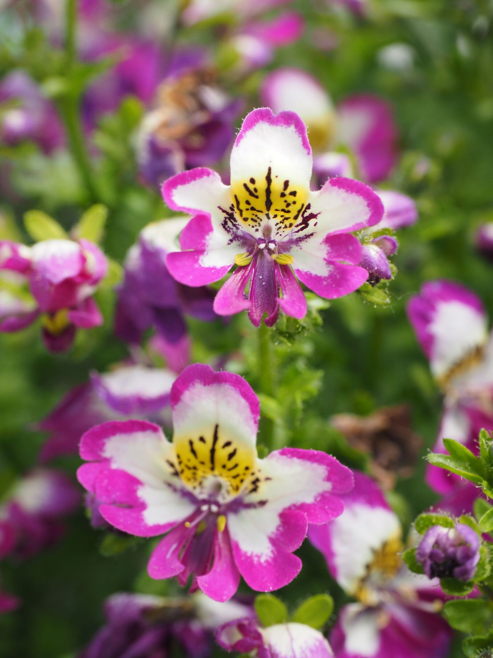 Olympus OM-D E-M1 + Olympus M.Zuiko Digital ED 12-40mm F2.8 Pro sample photo. Bauernorchidee, flowers, pink photography