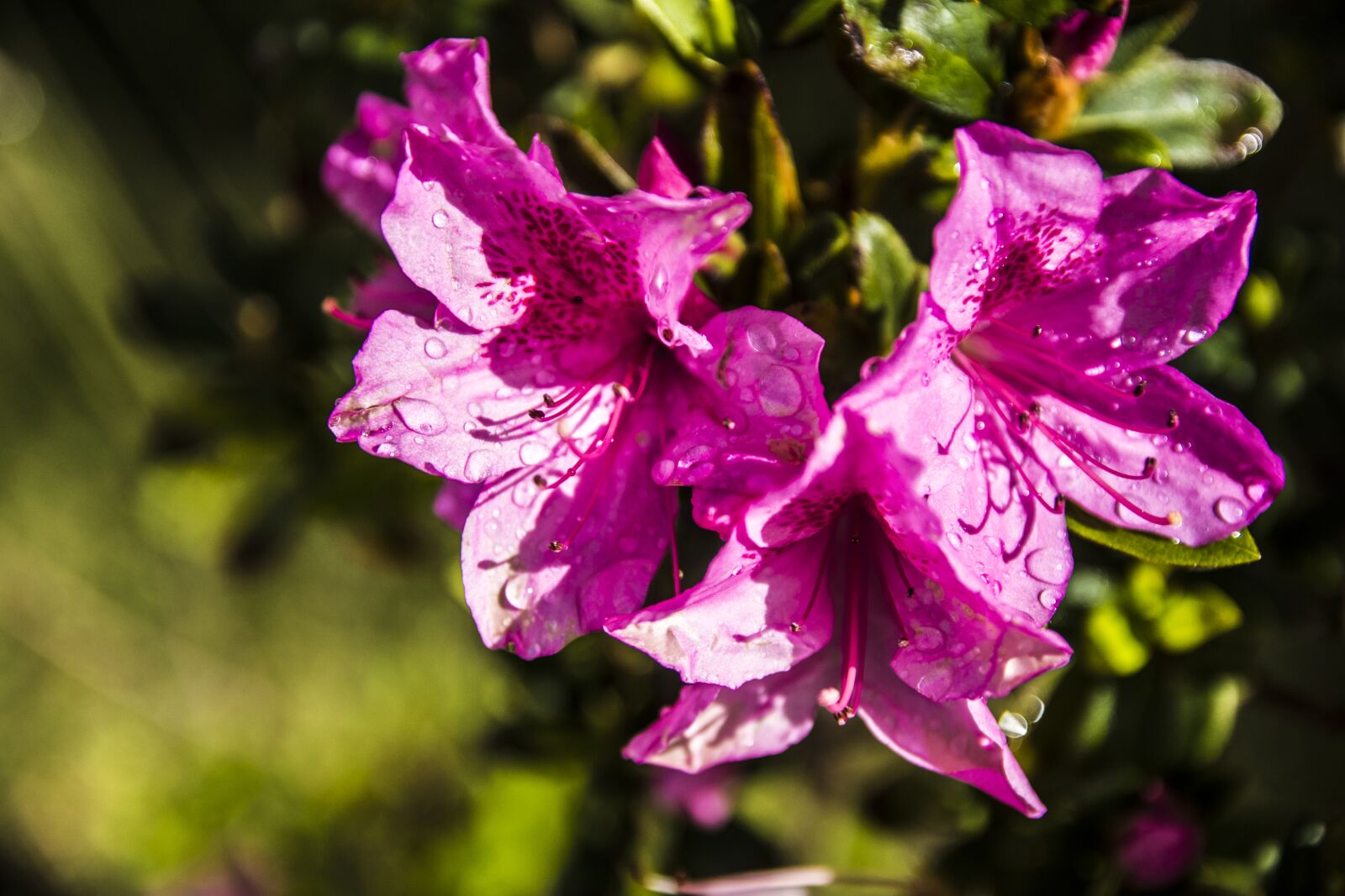 Nikon D7100 sample photo. Flower, nature, plant photography