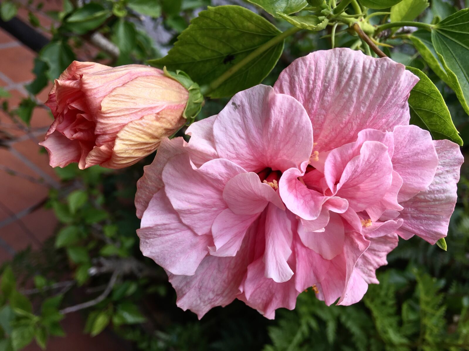 Apple iPhone 6s Plus sample photo. Ibisco, pink petals, garden photography