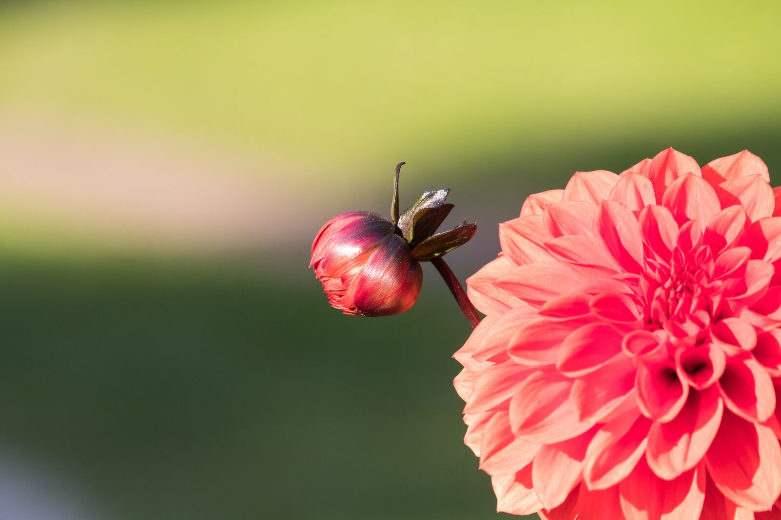 Canon EF-S 55-250mm F4-5.6 IS STM sample photo. Dahlia, bud, blossom photography