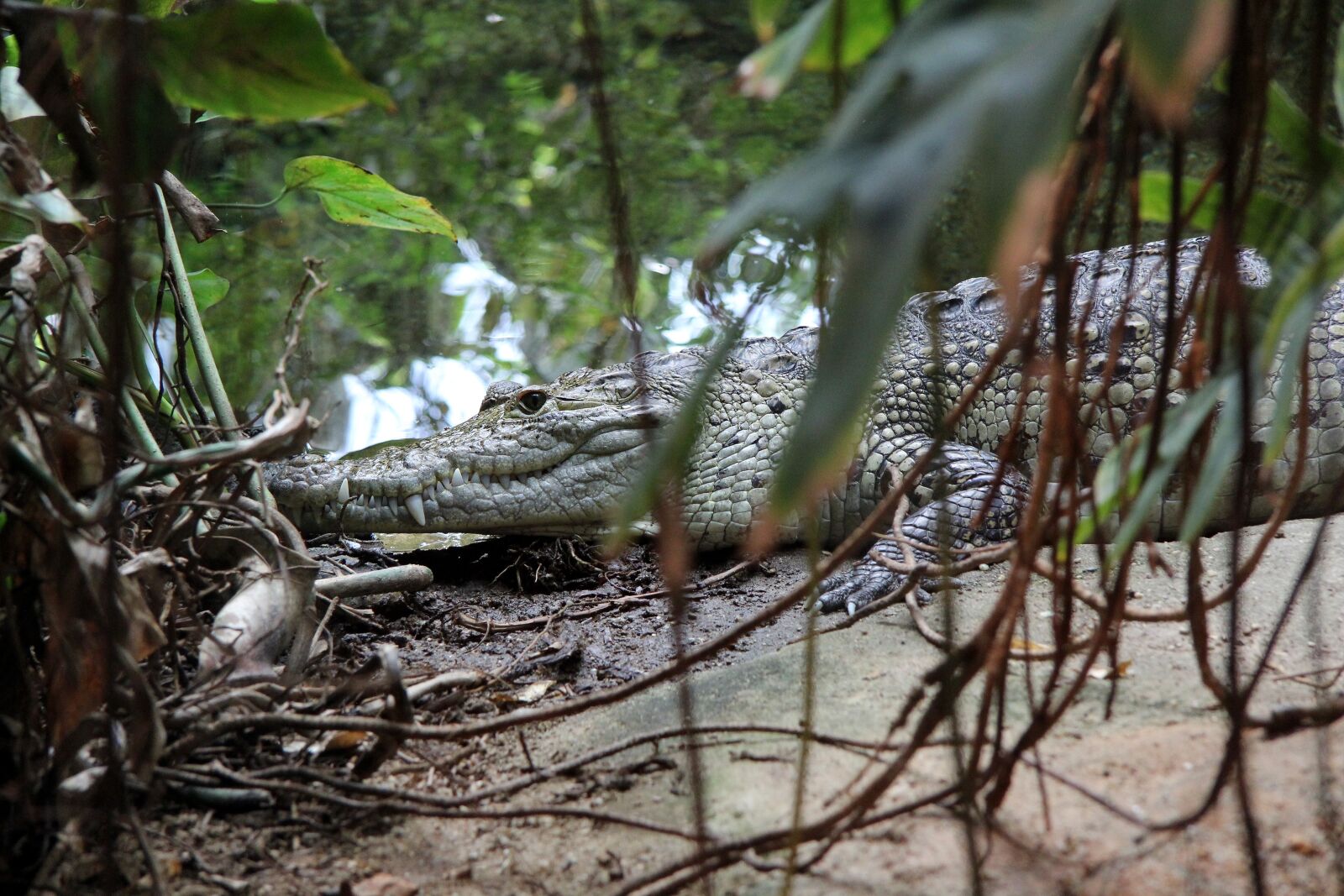 Canon EF-S 17-85mm F4-5.6 IS USM sample photo. Crocodile, predator, reptile photography