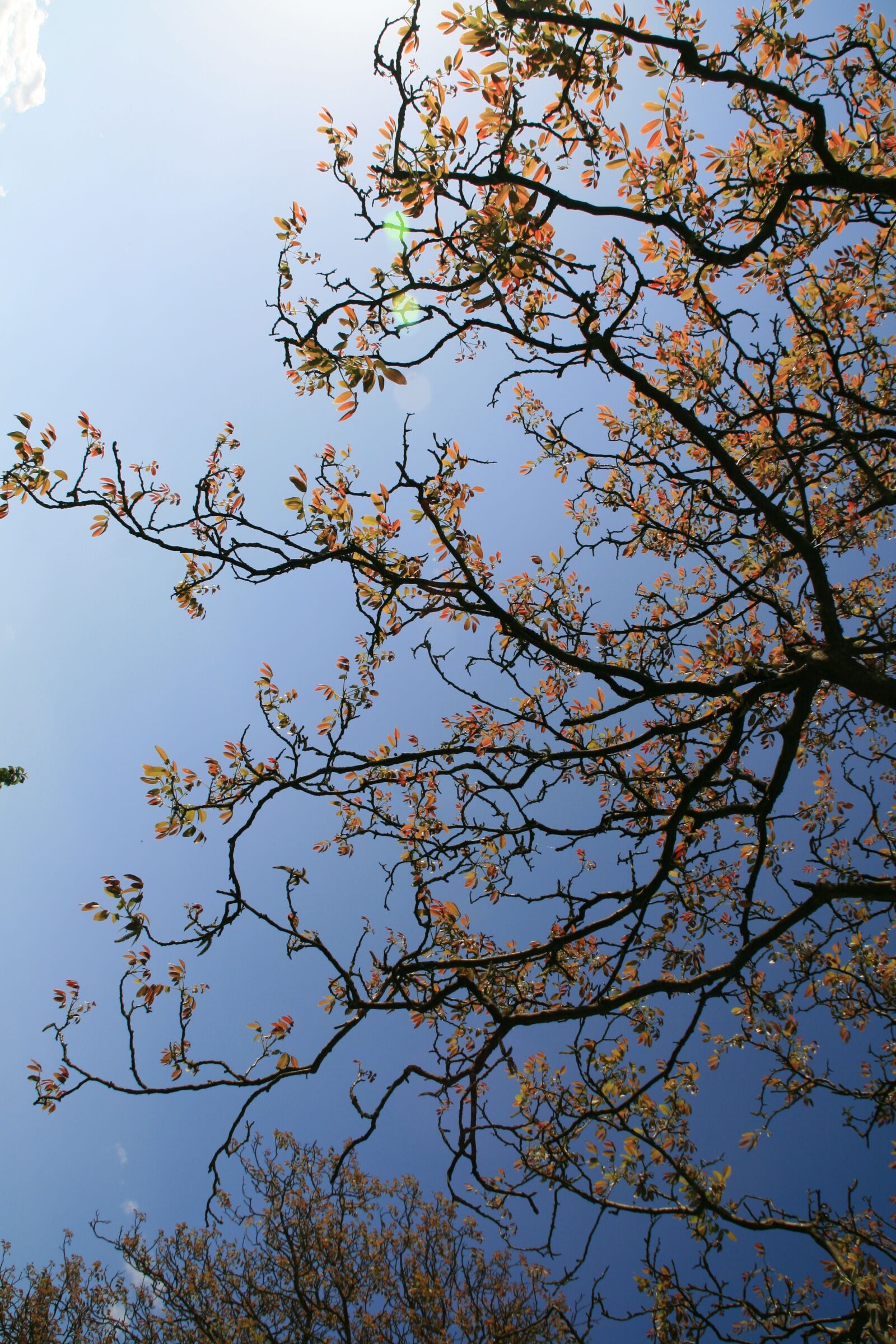 Canon EOS 400D (EOS Digital Rebel XTi / EOS Kiss Digital X) sample photo. Tree, nature, sky photography