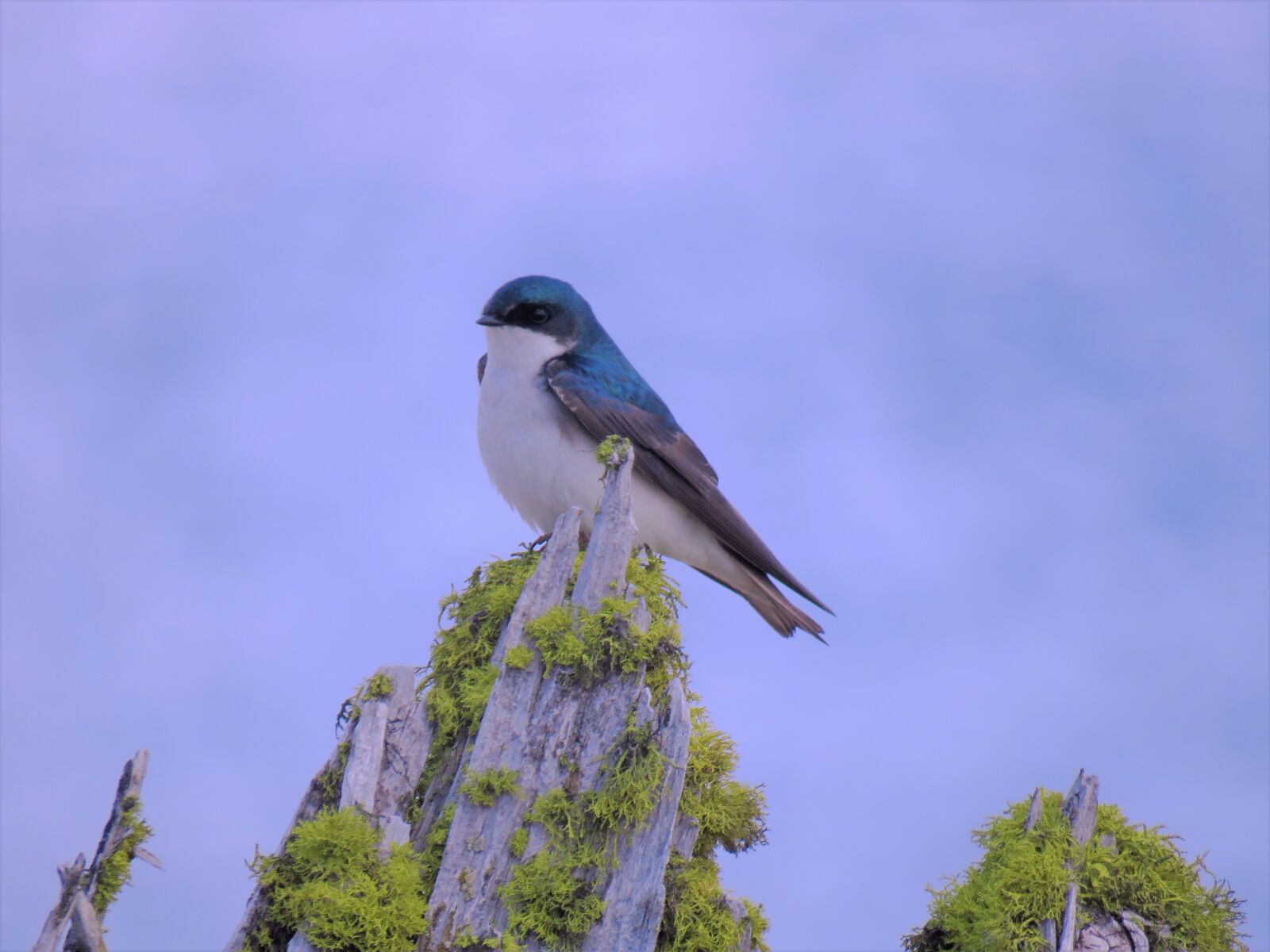 Canon PowerShot SX60 HS sample photo. Bird, blue, swallow photography