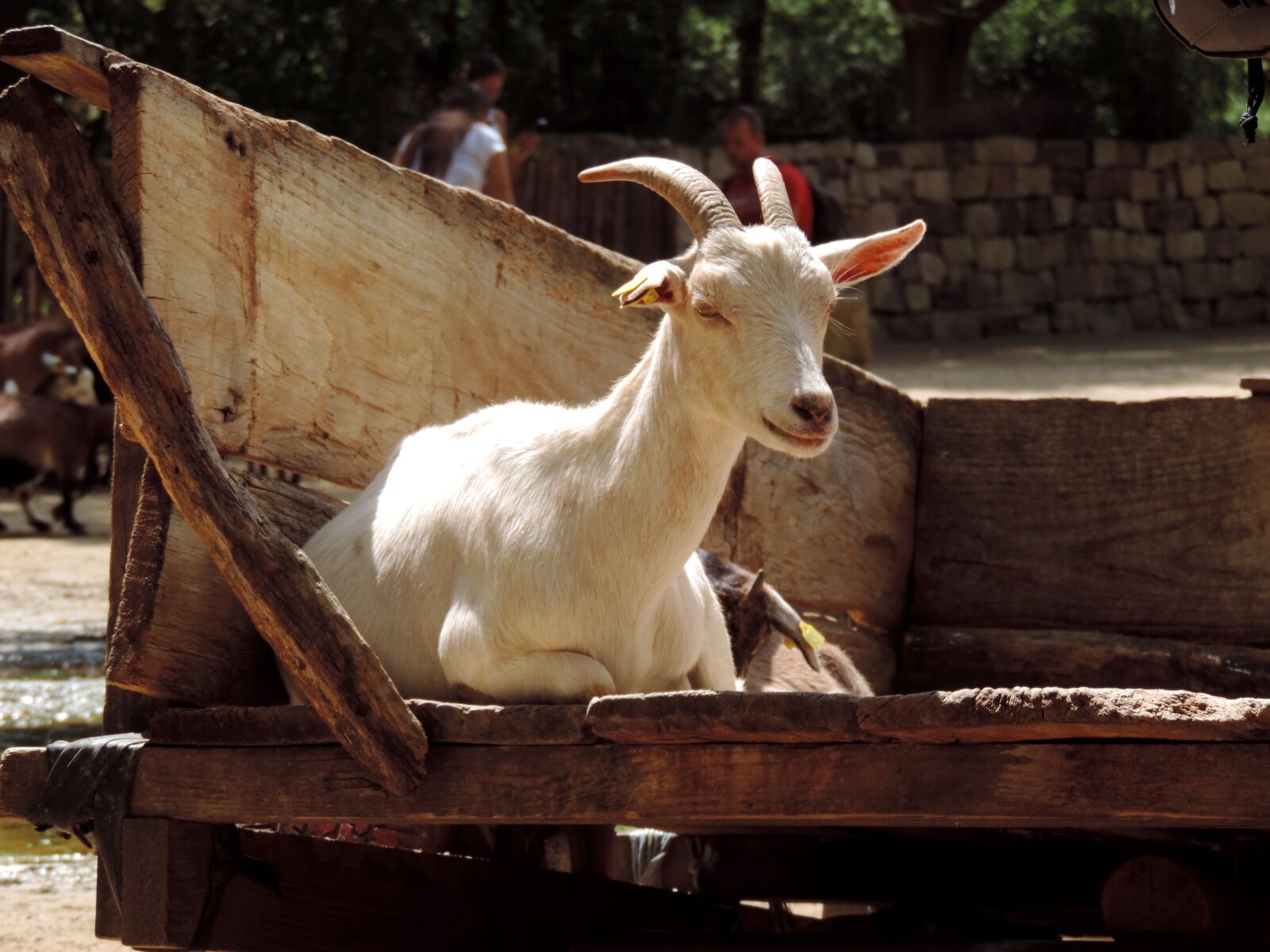 Nikon Coolpix P520 sample photo. Goat, domestic goat, billy photography