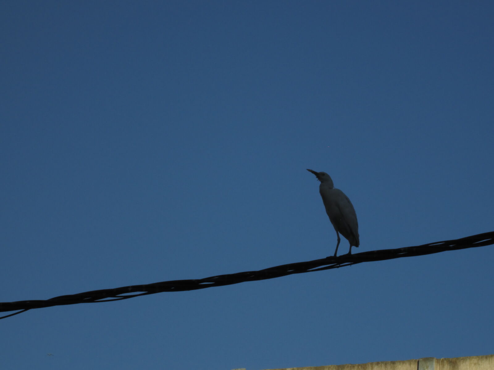 Canon PowerShot A2500 sample photo