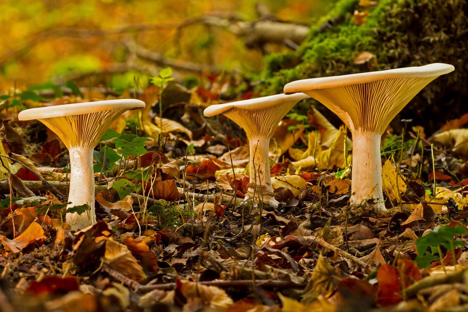 Canon EOS 7D sample photo. Mushroom, mushrooms, monk's cap photography