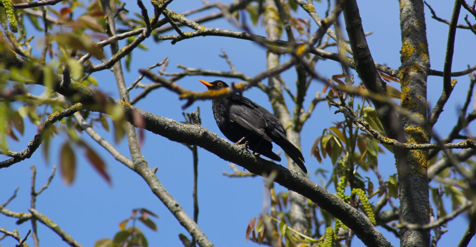 Canon EOS 550D (EOS Rebel T2i / EOS Kiss X4) sample photo. Blackbird, bird, animal world photography