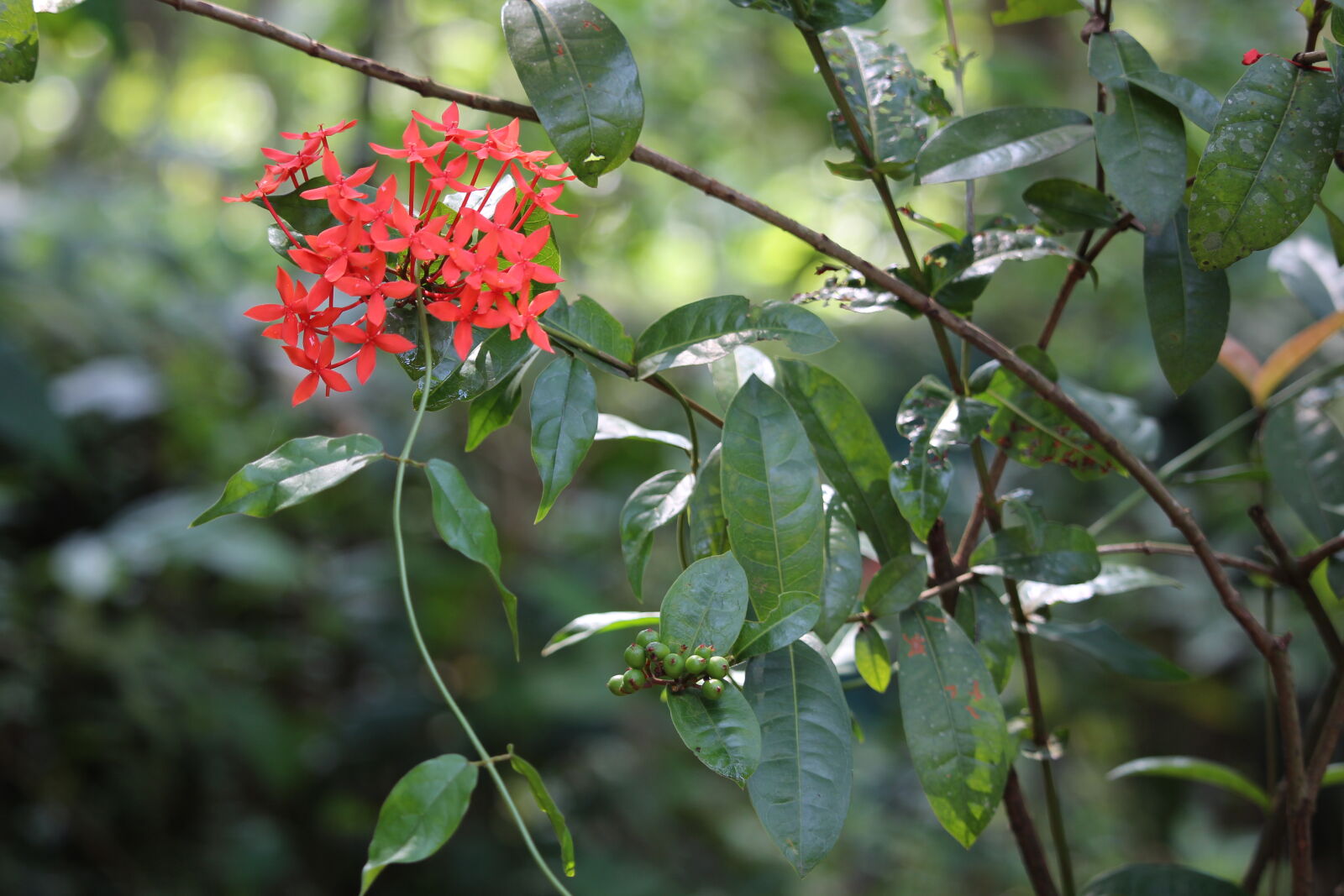 Canon EF-S 55-250mm F4-5.6 IS STM sample photo