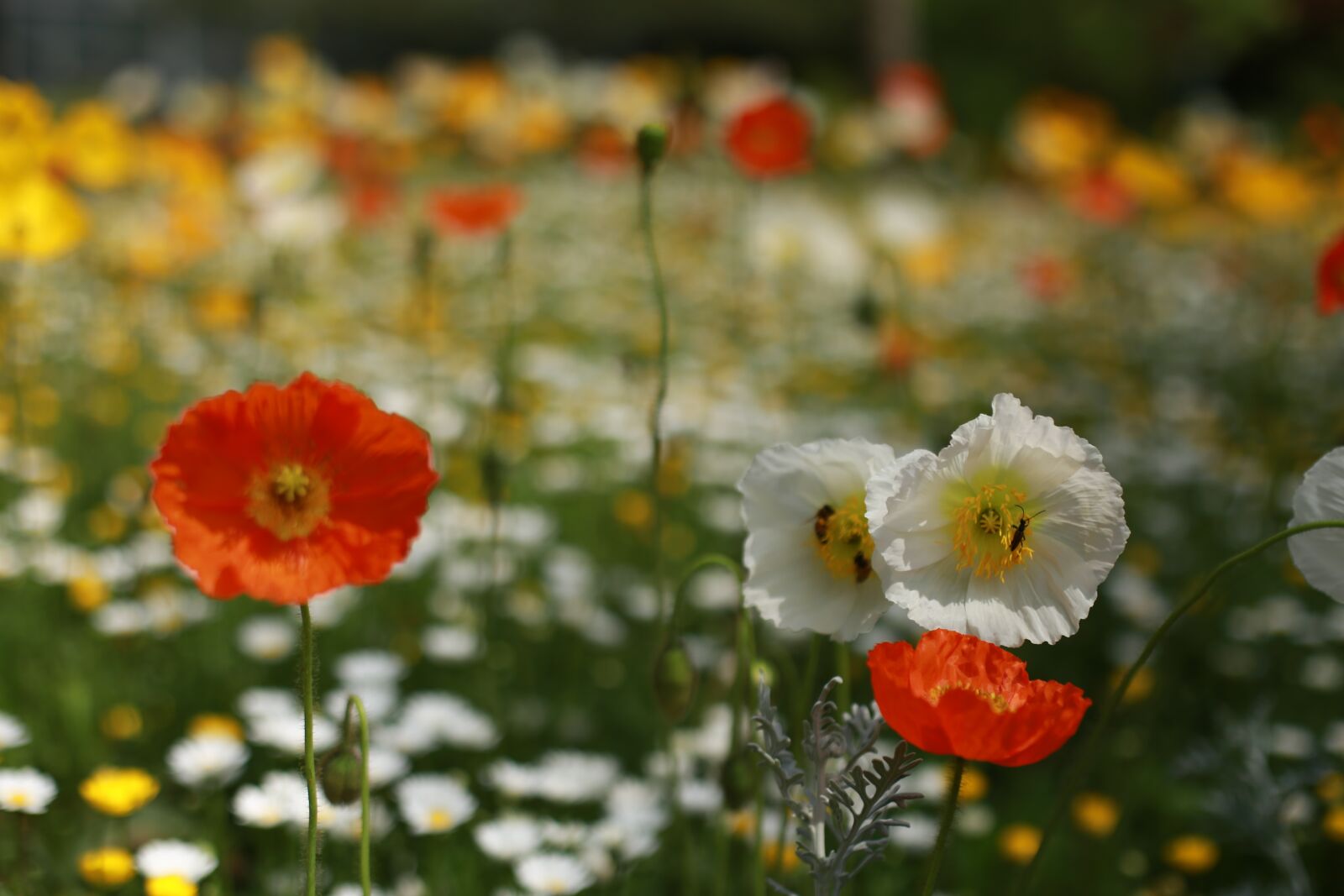 Canon EOS 6D + Canon EF 50mm F1.4 USM sample photo. Papaverales, flowers, nature photography