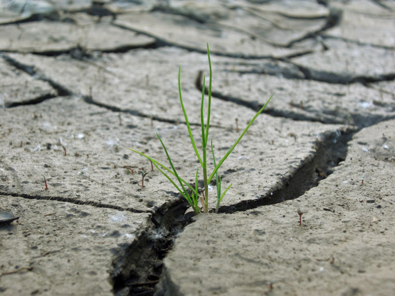 CASIO EX-Z1200 sample photo. Grass, plaice, dry photography