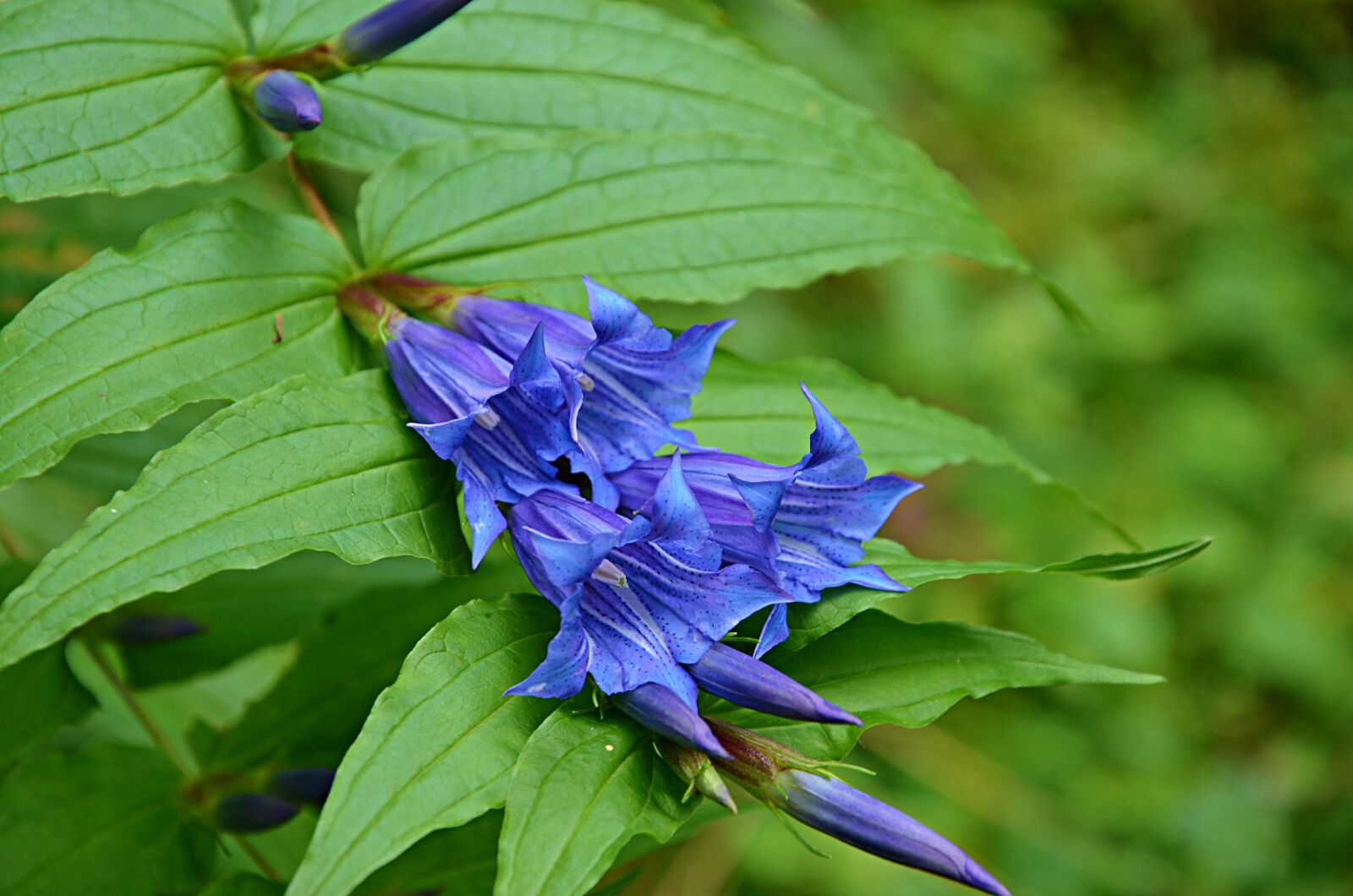 Nikon D5100 sample photo. Flower, nature, cool photography