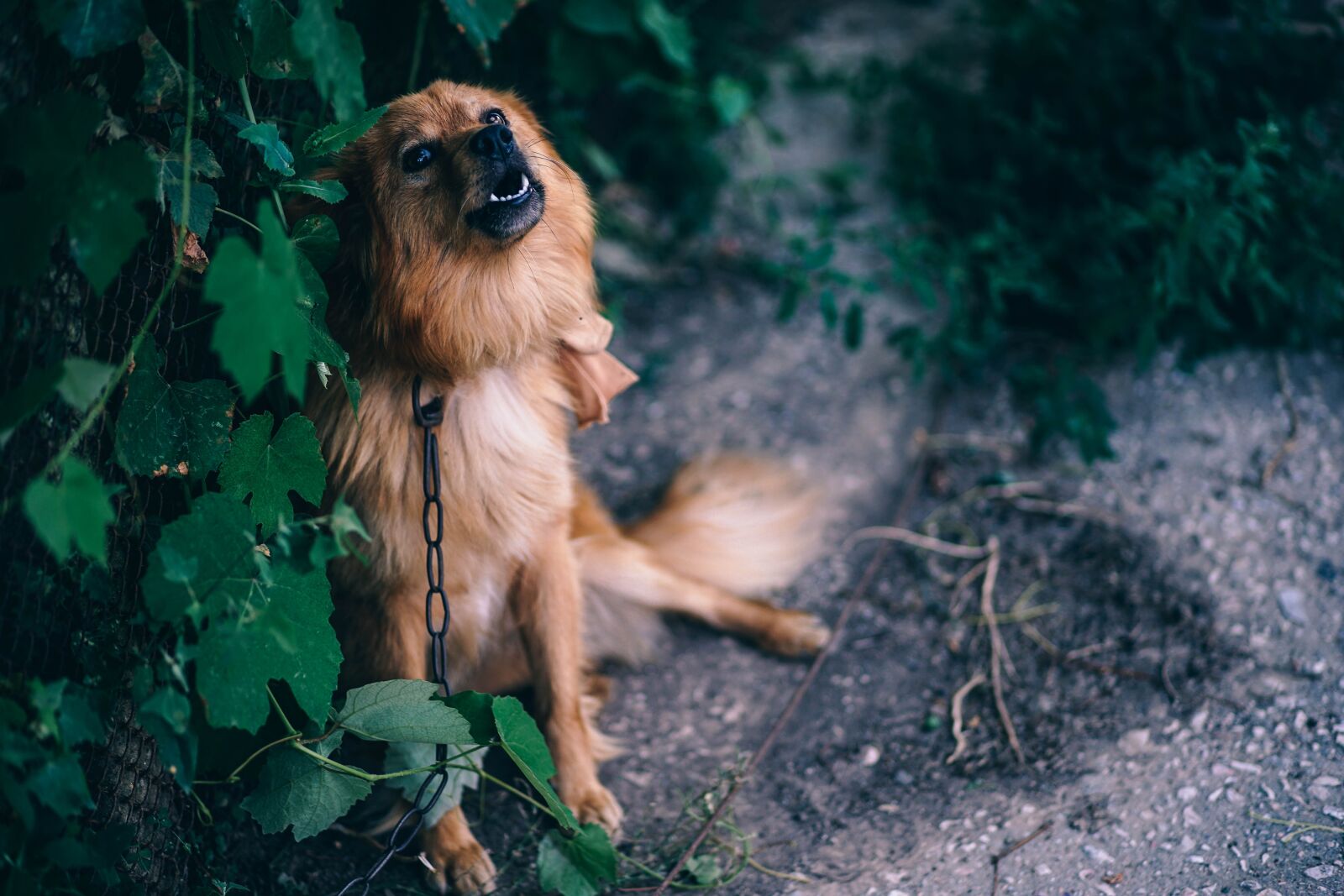 Sony a7 II + DT 85mm F1.8 SAM sample photo. Animal, attention, bark photography