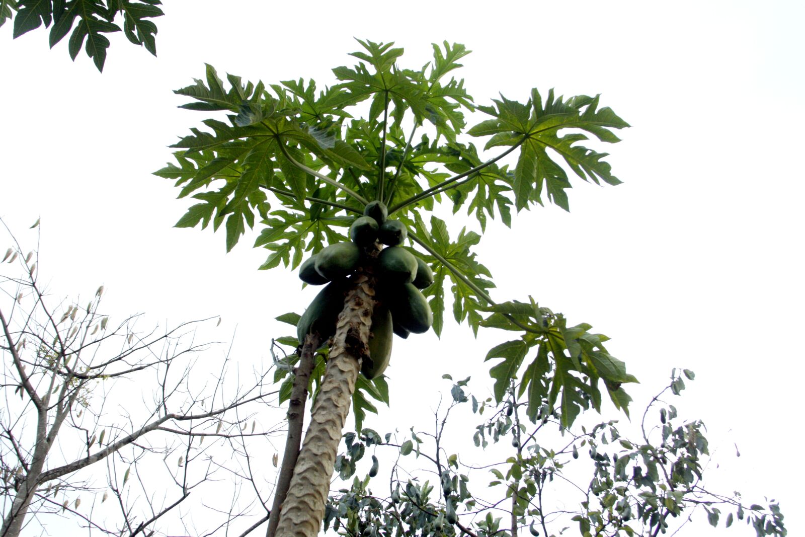 Canon EOS 50D sample photo. Fruit trees, leaves, papaya photography