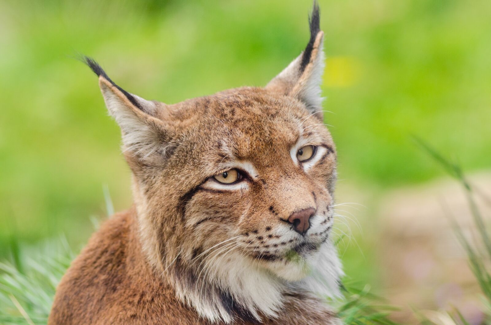 Nikon D7000 sample photo. Lynx, bobcat, wildlife photography