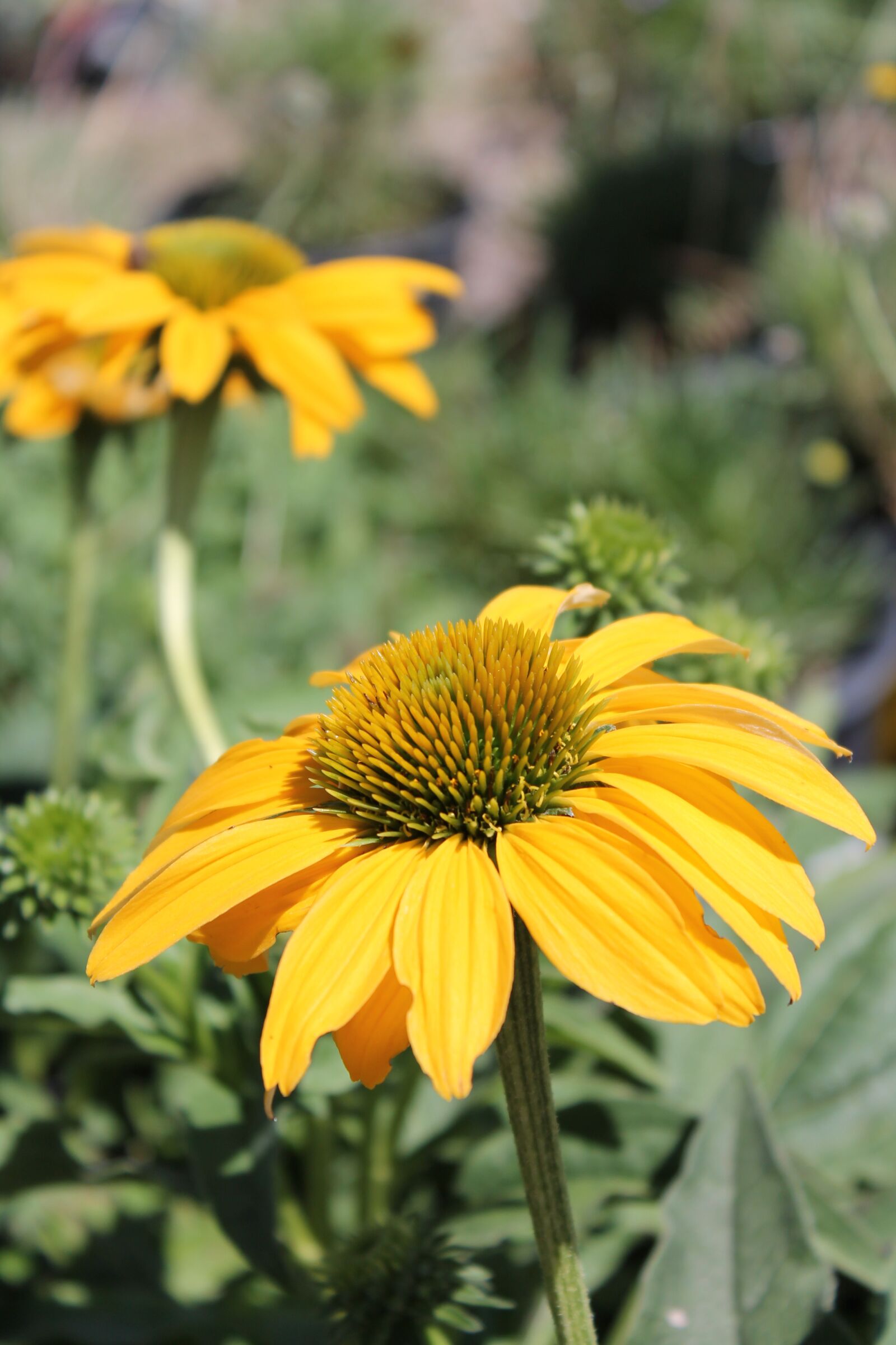 Canon EOS 1100D (EOS Rebel T3 / EOS Kiss X50) sample photo. Flower, yellow flower, garden photography